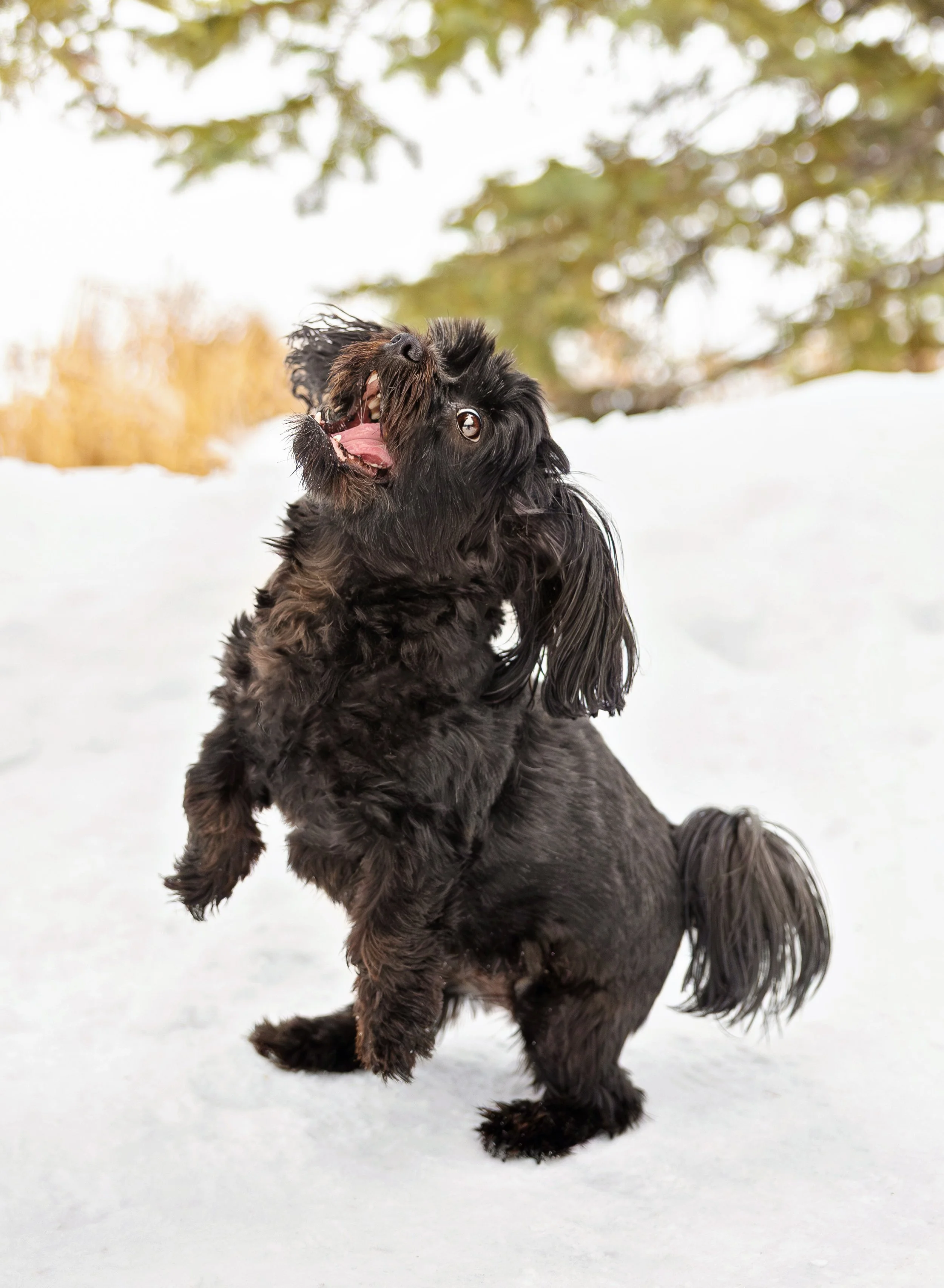 What If My Dog Is Shy or Nervous During a Photoshoot?