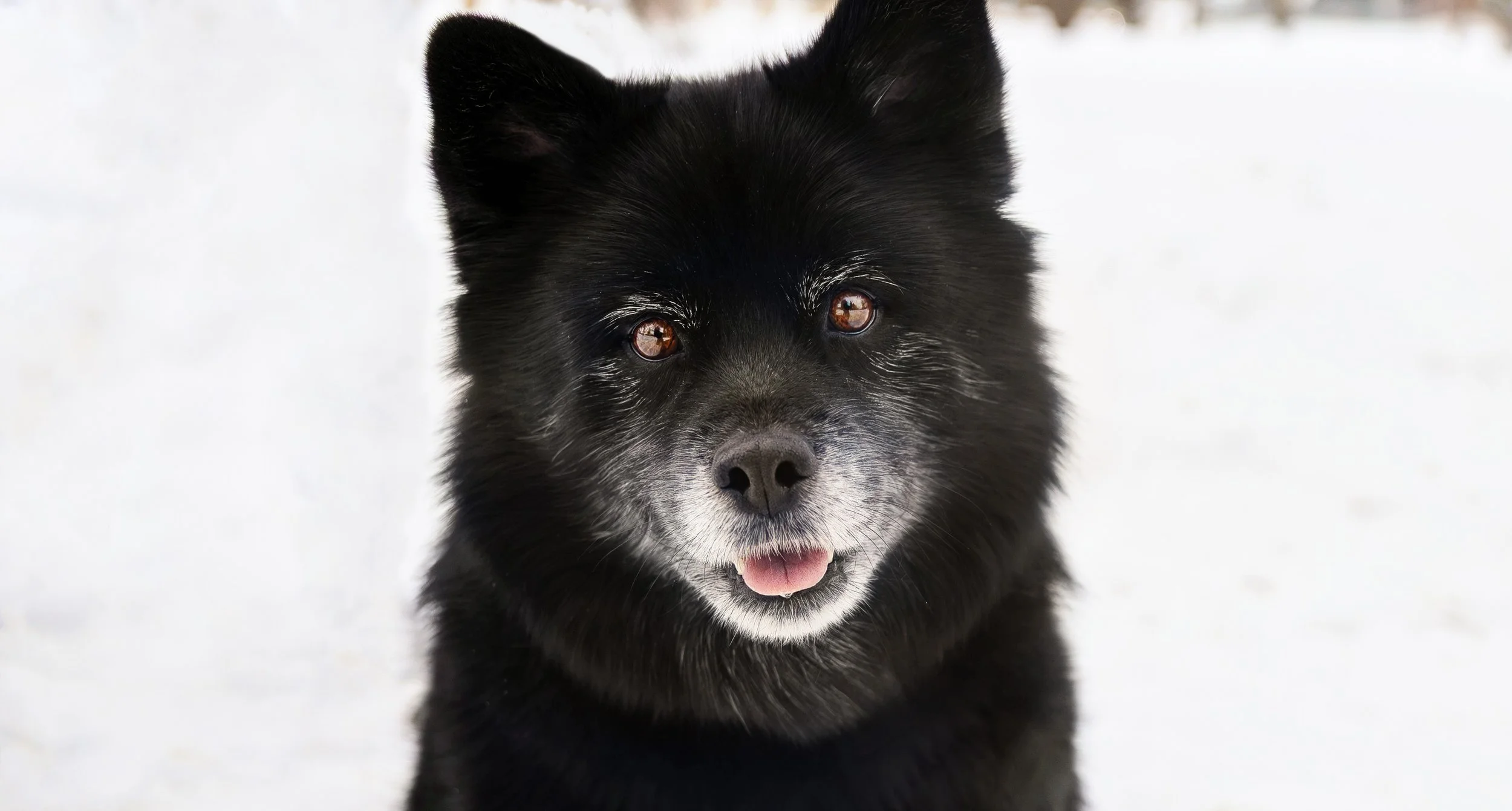 Photographing Black Dogs: Tips for Capturing Their Beauty