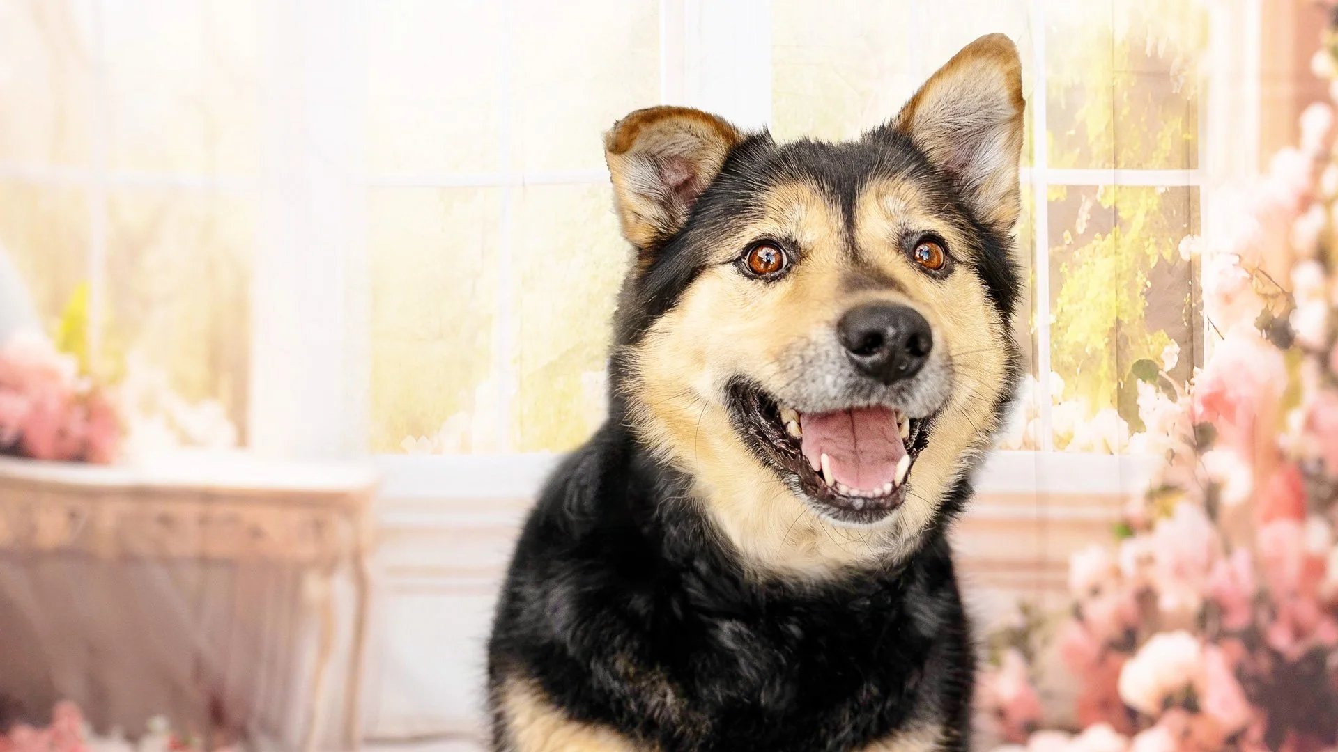 Do I Need a Perfect Home for Pet Photos?