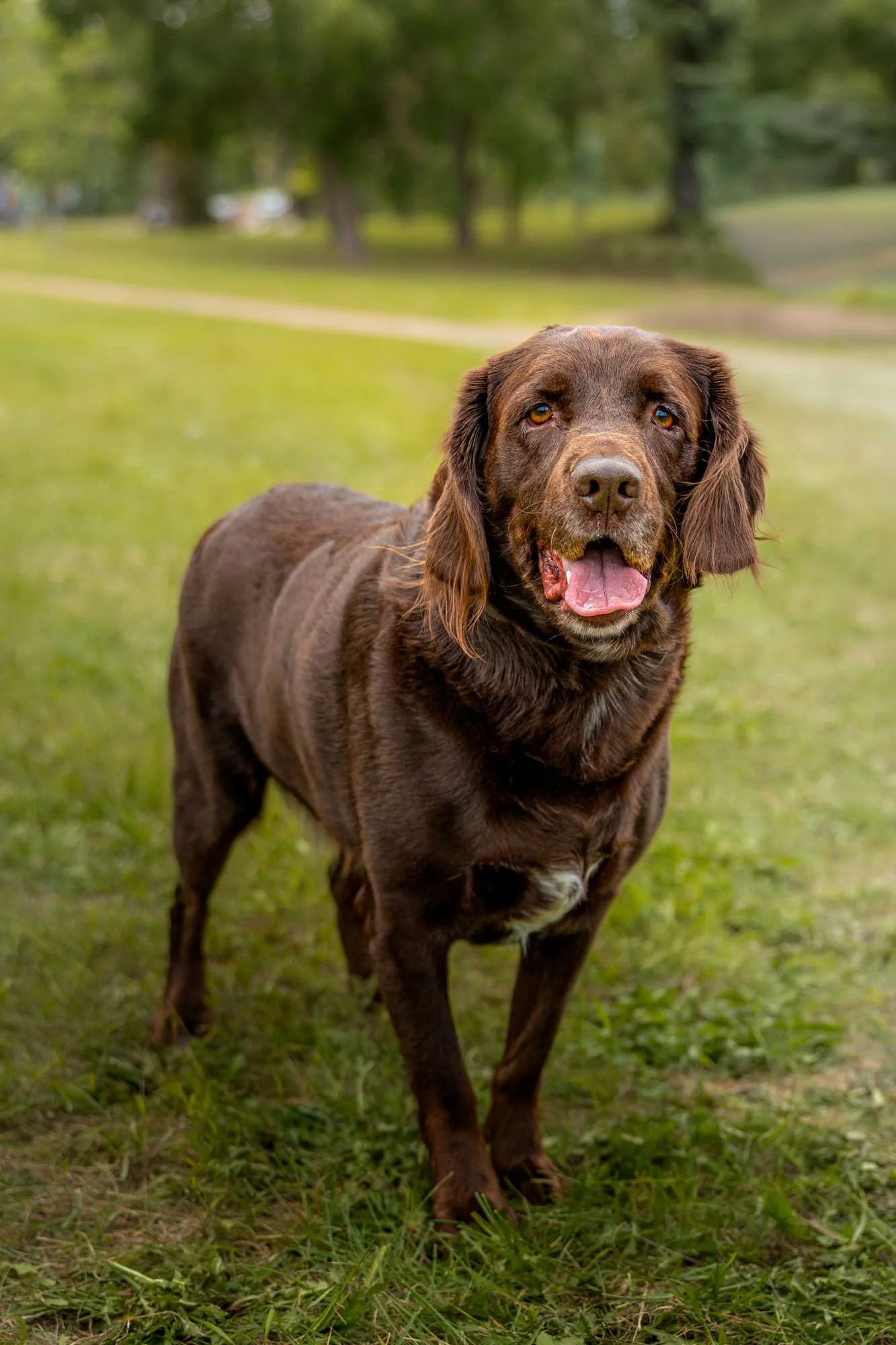 dog-portrait-Edmonton-BTS-0850.jpg