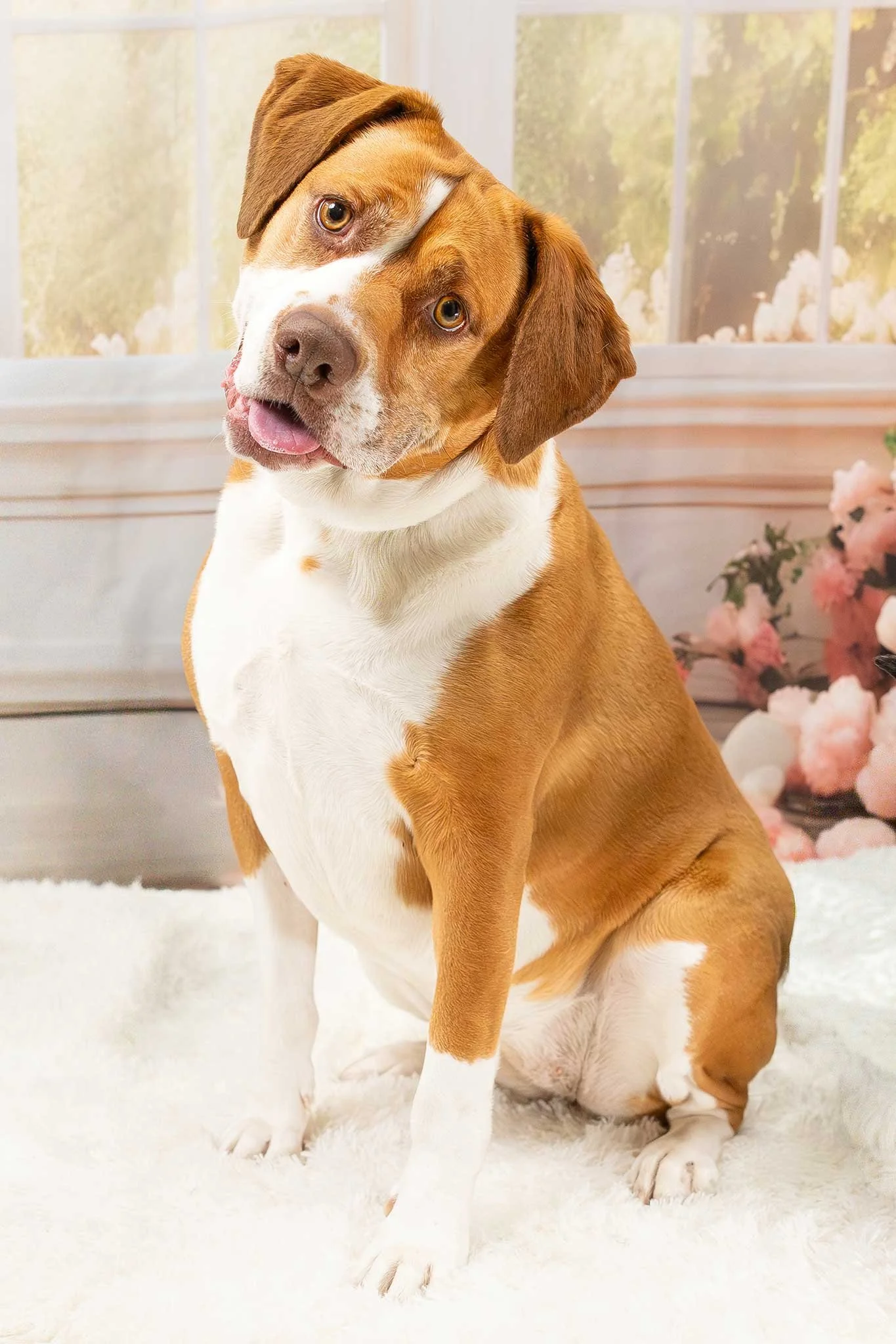 Dog Portrait – A cute dog rescue mix with golden eyes, tilts her head in curiosity, with her tongue out