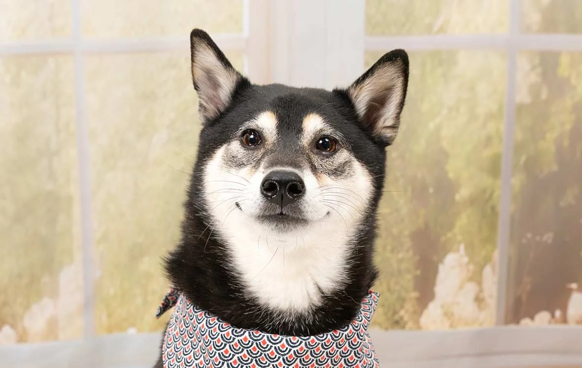 dog-portrait-Edmonton-BTS-4209.jpg