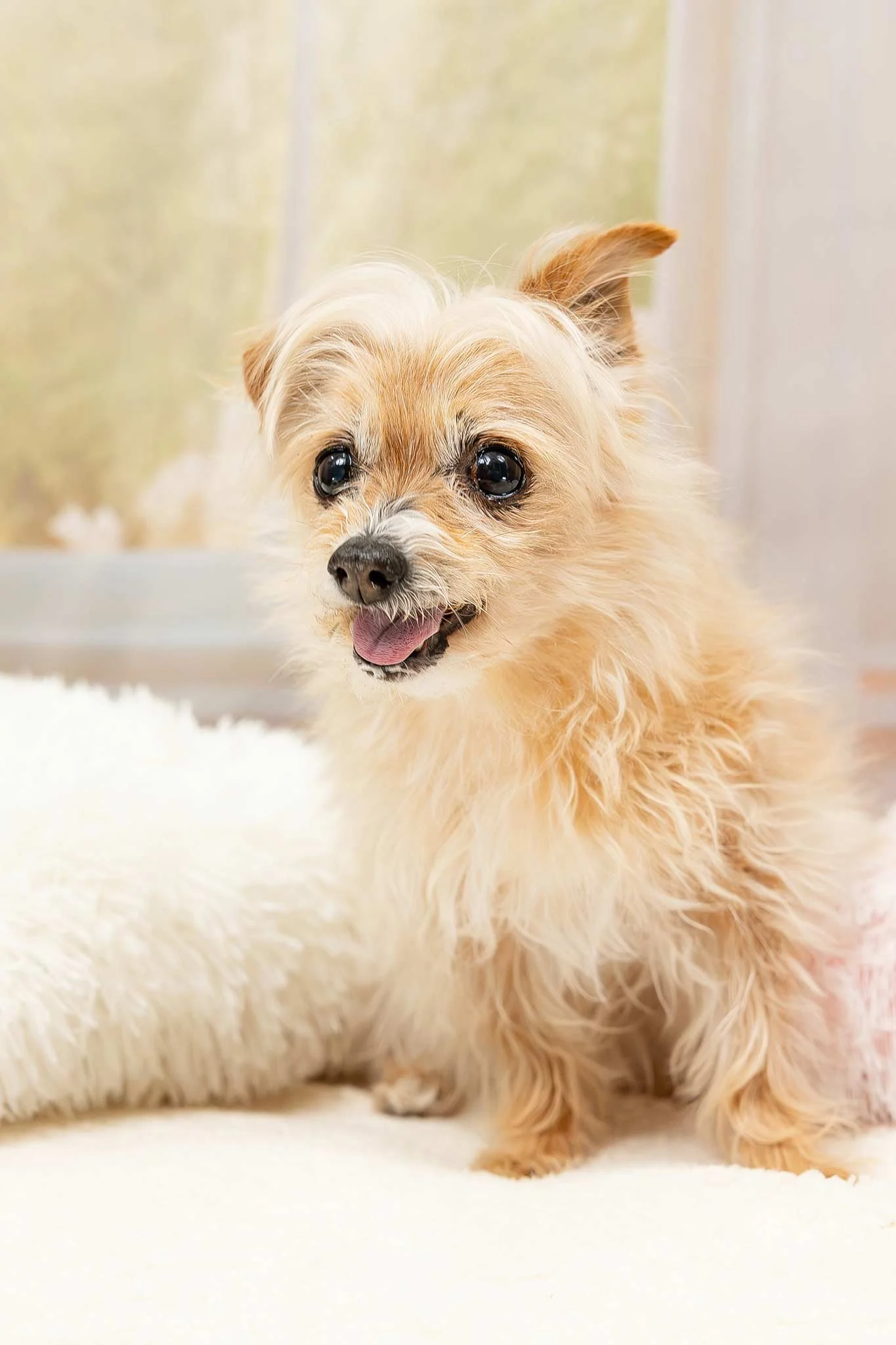 dog-portrait-Edmonton-BTS-3115.jpg