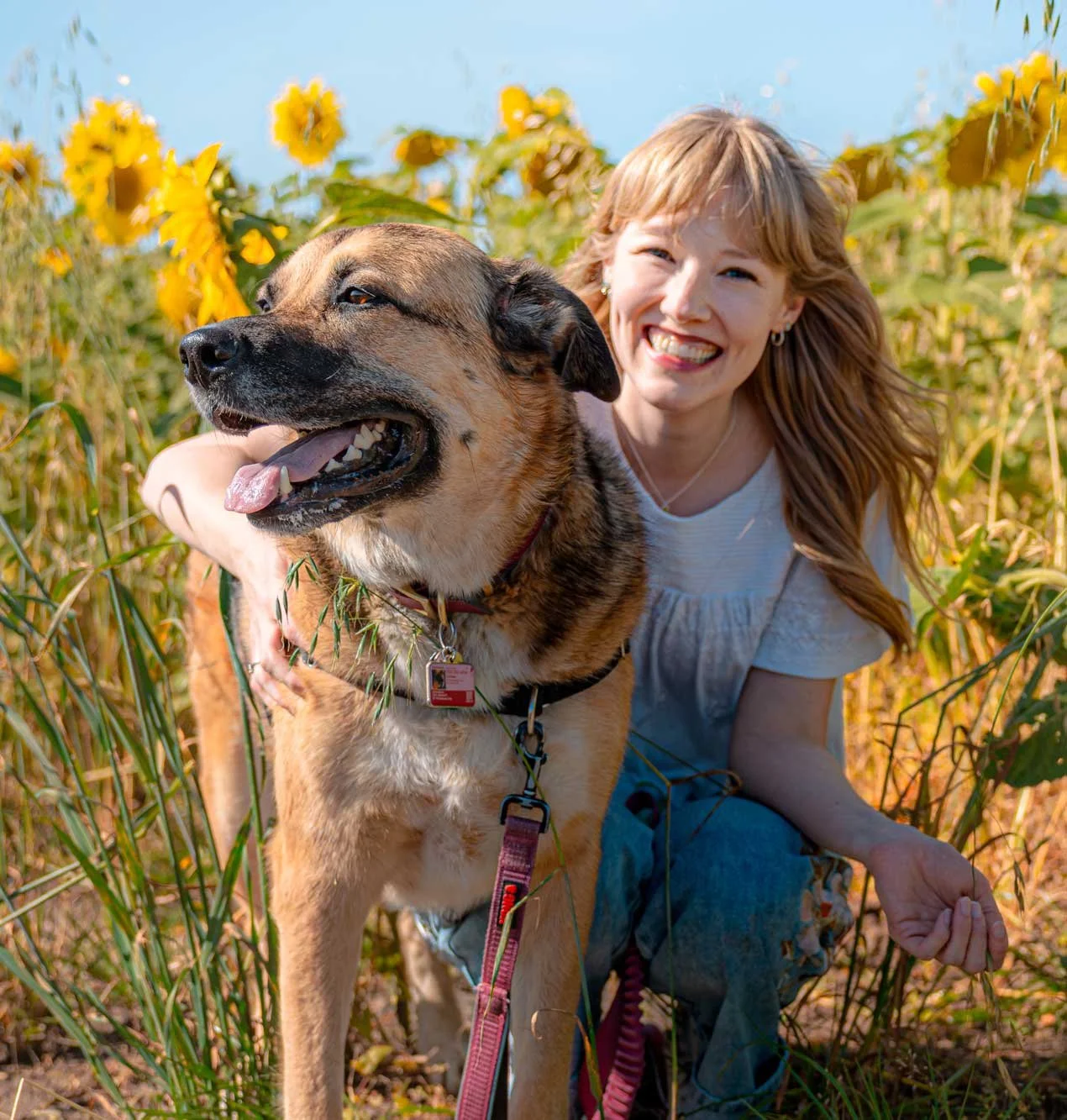 Joyful dog family portrait in sunflower field