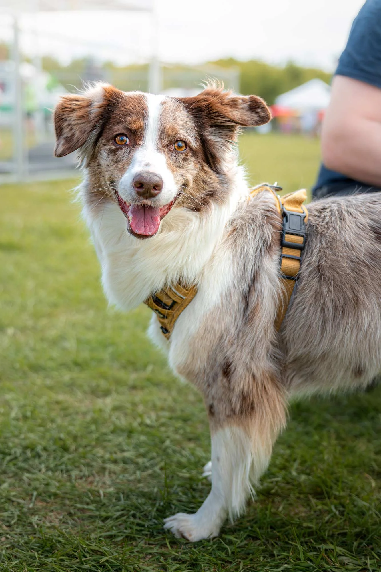 Dog Portrait – Dog Event Photography – featuring a smiling Australian Shepherd Mix