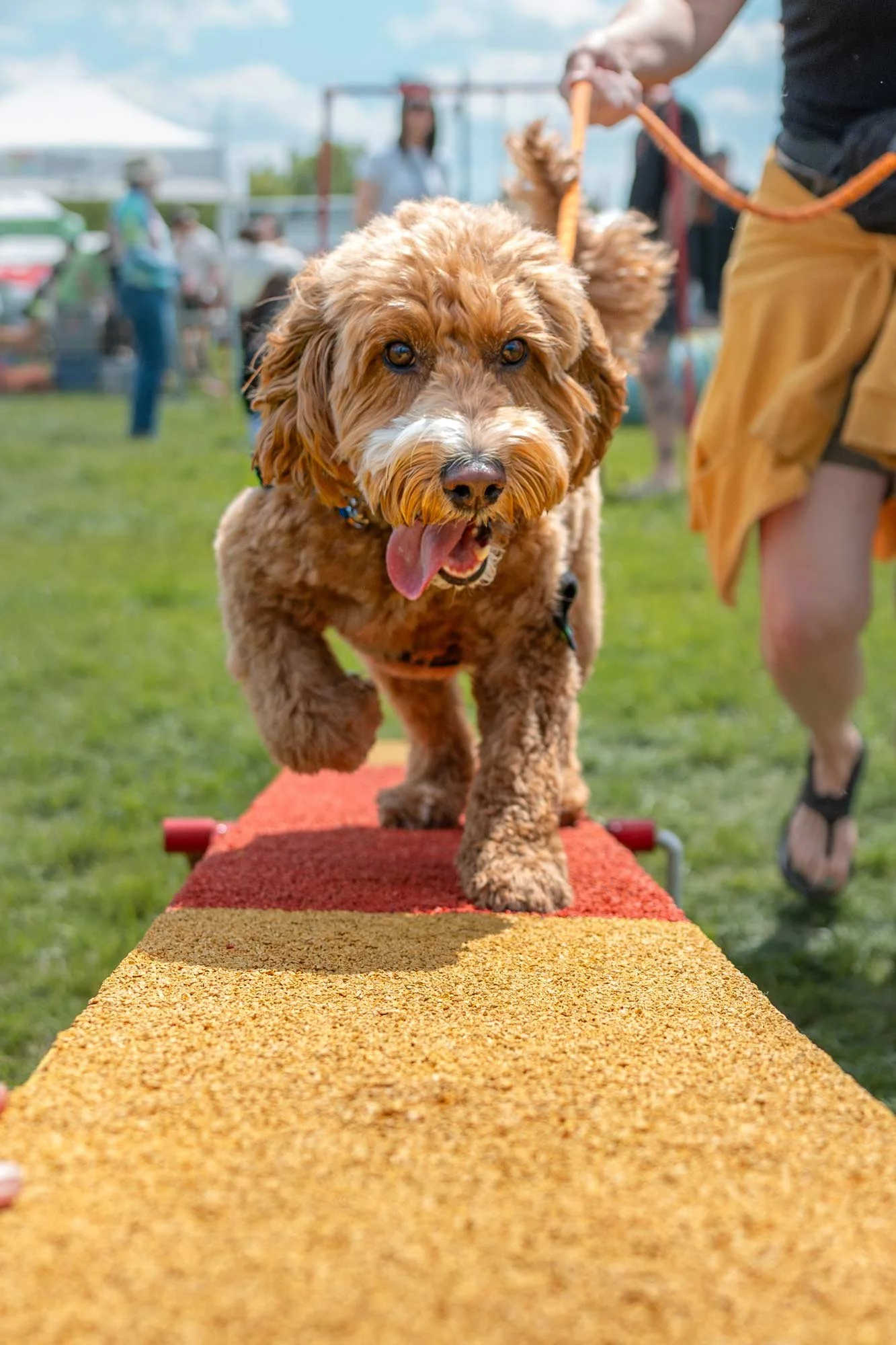 Dog Portrait – outdoor dog agility event – Doodle running towards you on the balance beam