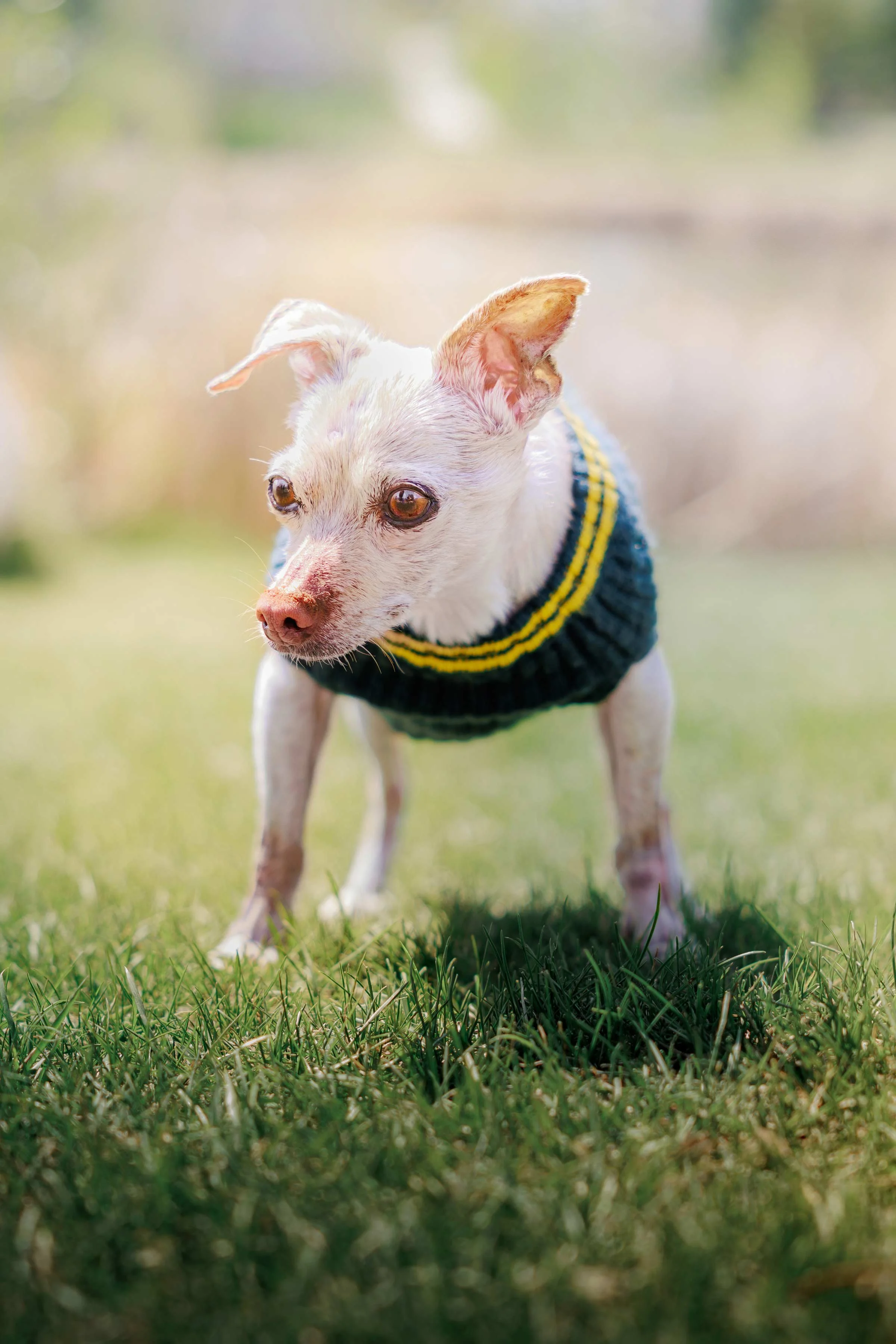 dog-portrait-BTS-Edmonton-8211.jpg