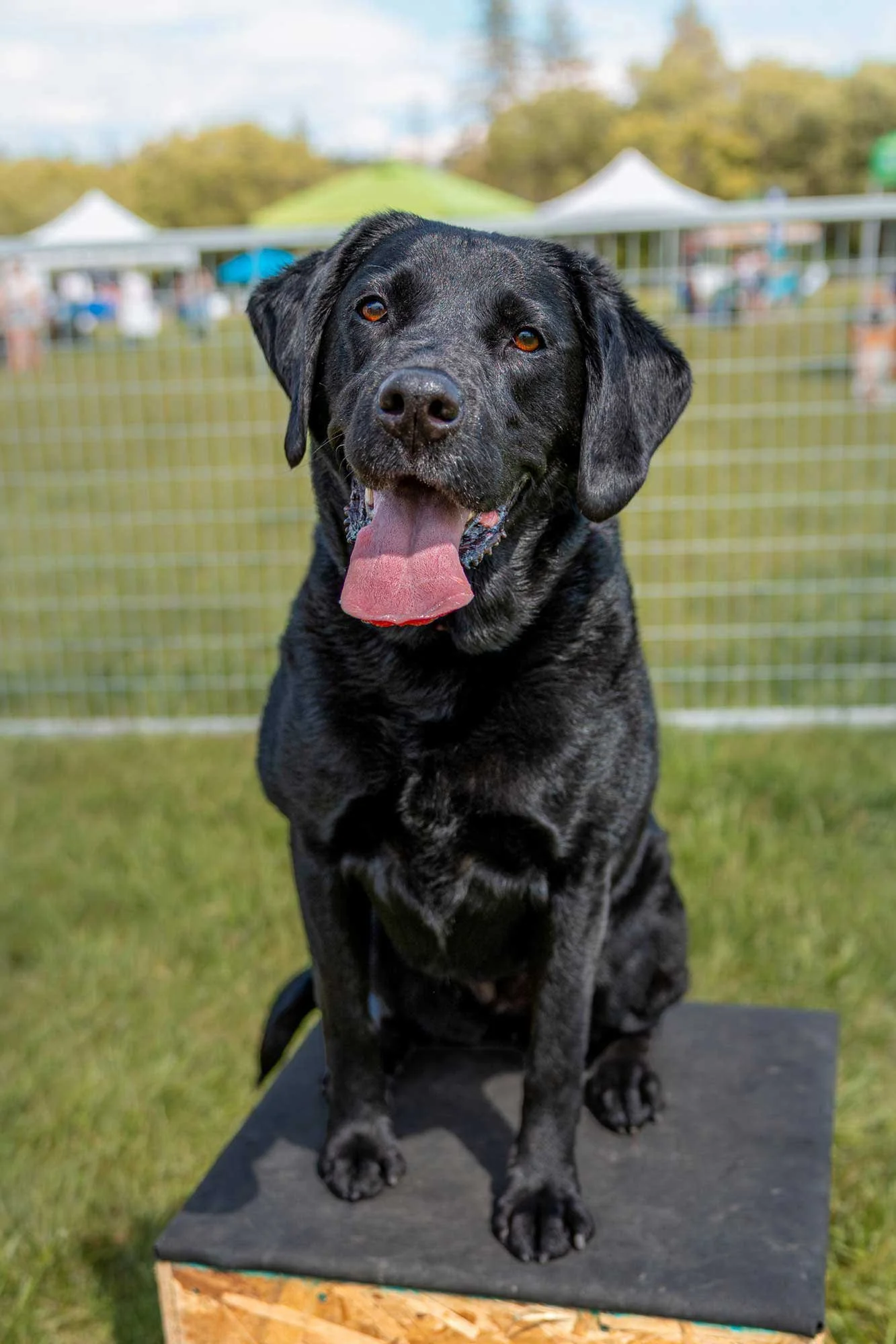 dog-portrait-BTS-Edmonton-0674.jpg