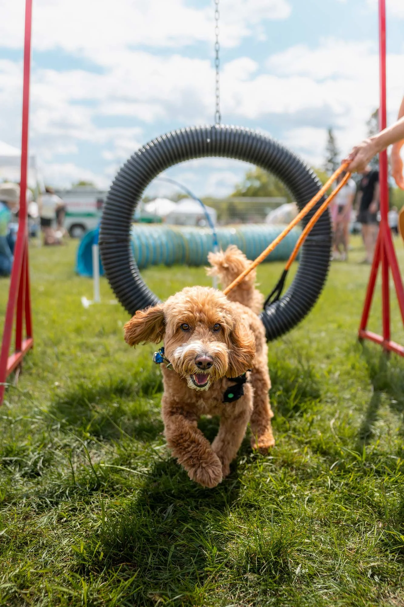 dog-portrait-BTS-Edmonton-0403.jpg