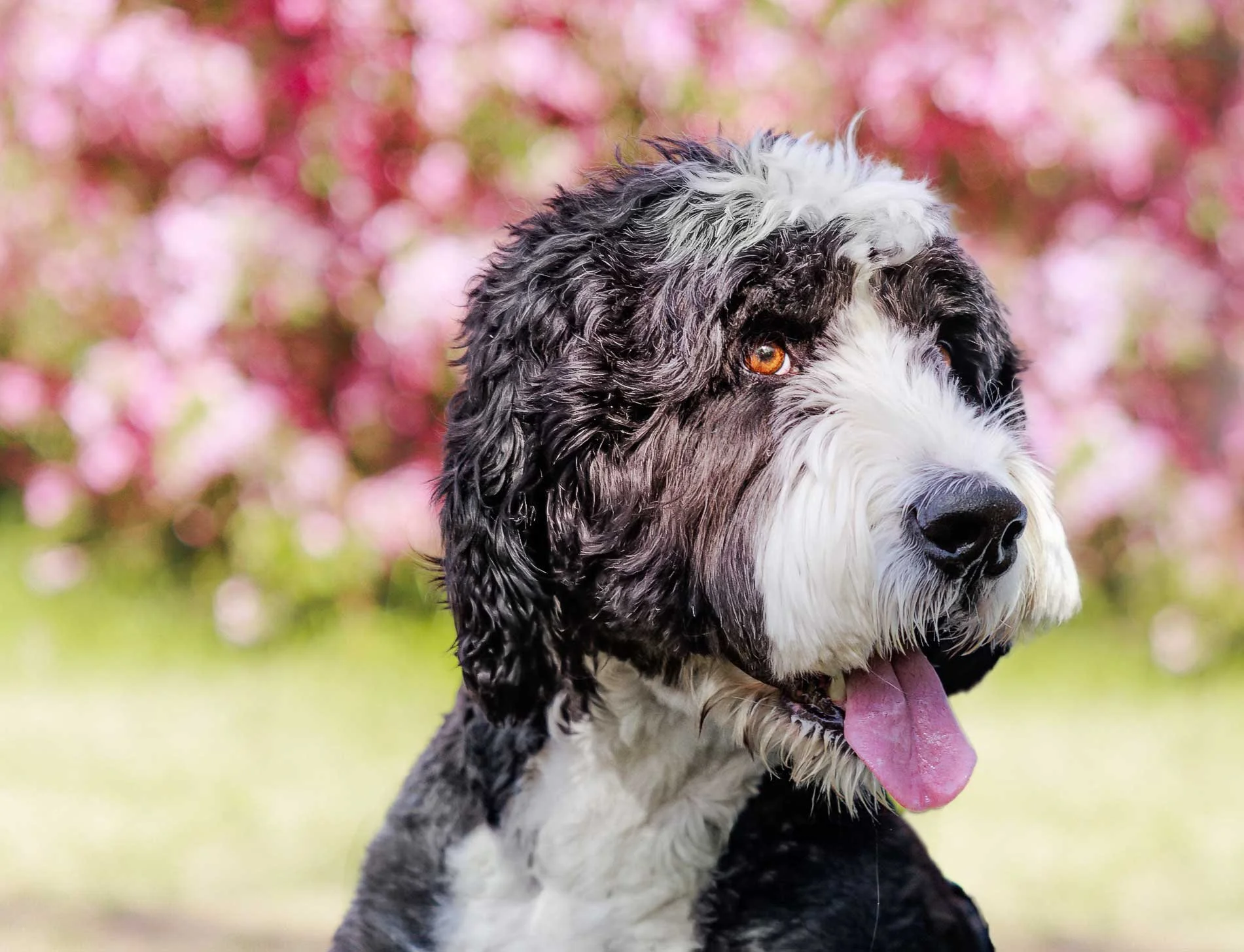 dog-portrait-Edmonton-BTS-Doodle-spring-9294.jpg