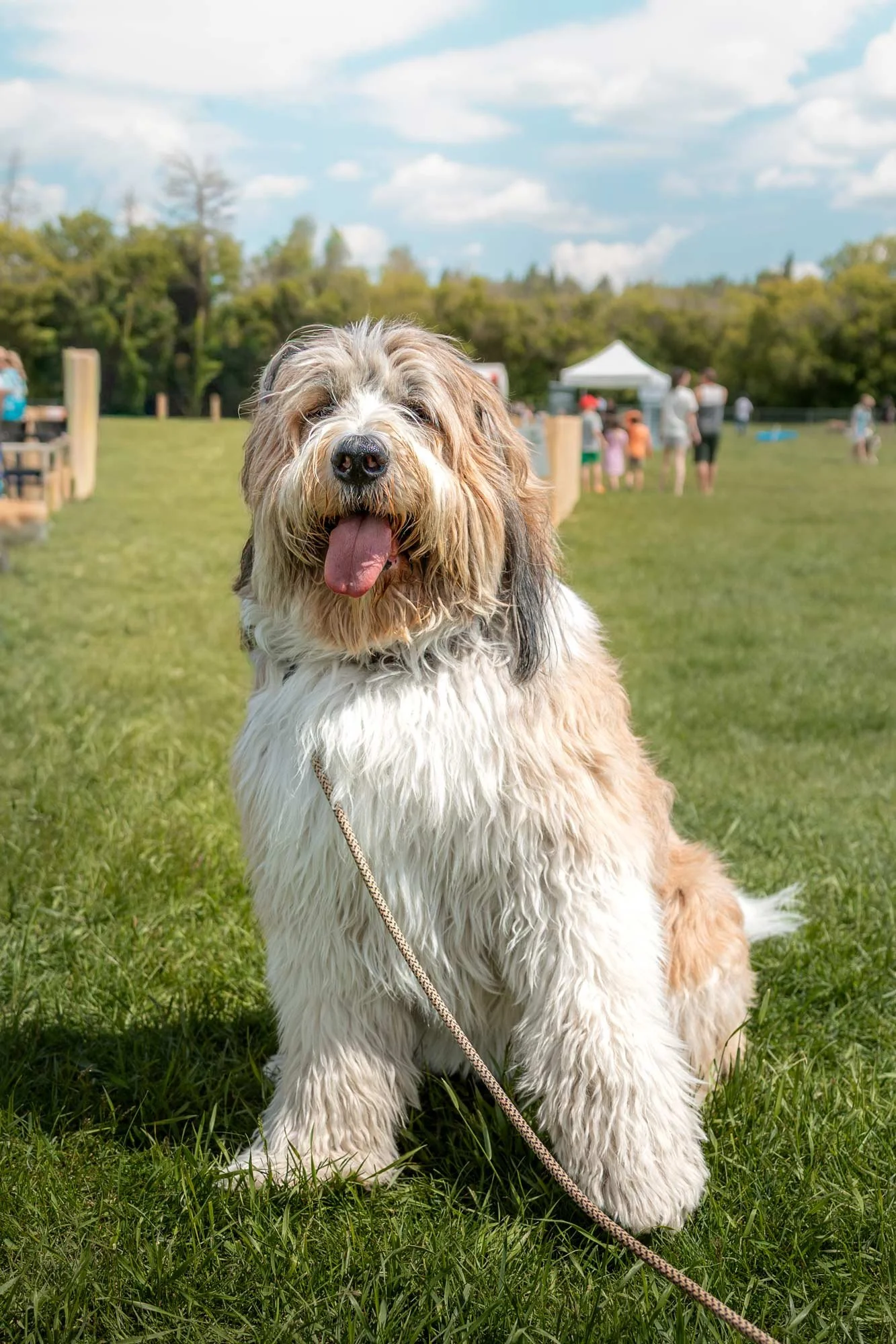 dog-portrait-BTS-Edmonton-0221.jpg