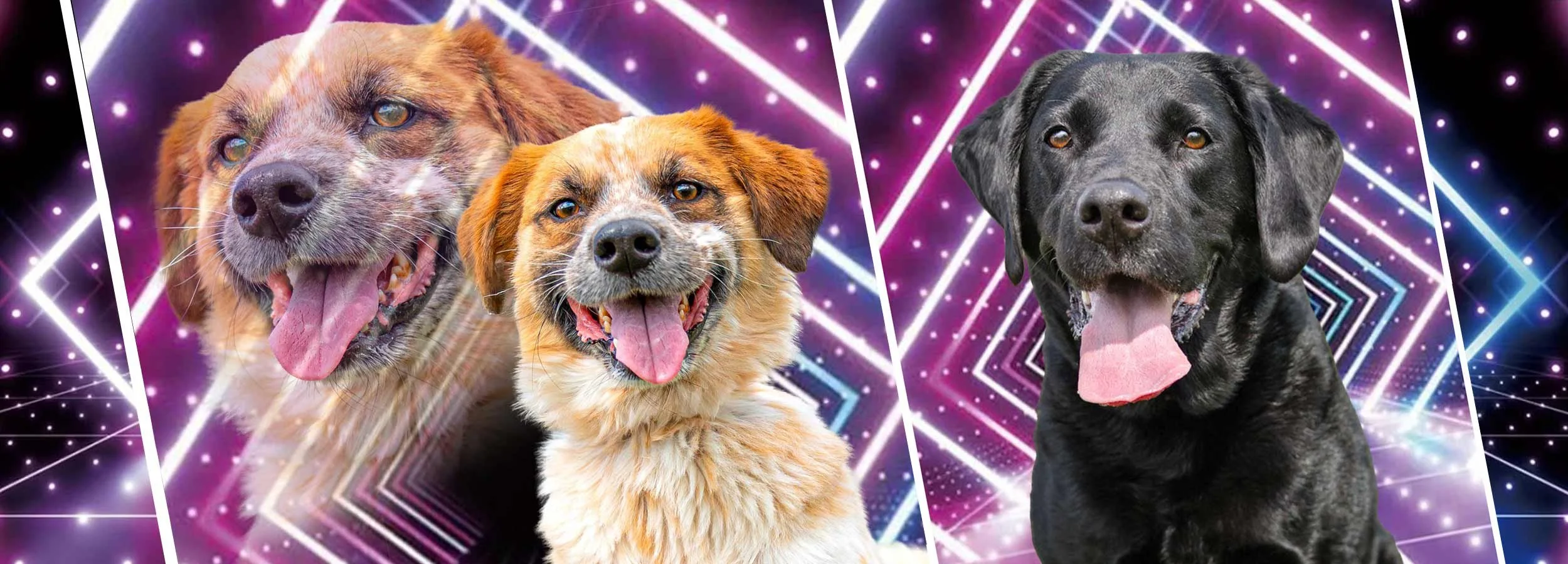 Retro styled Pet Portraits featuring 80s/90s inspired laser background graphics and photo treatments