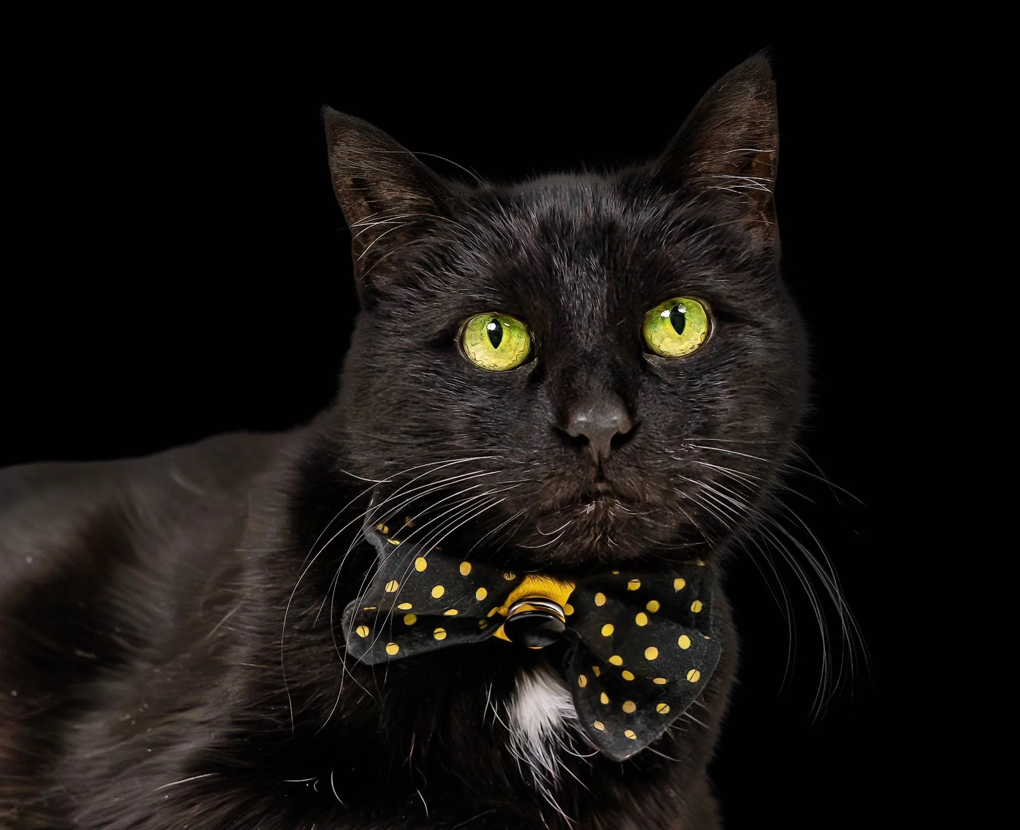 Black Cat portrait on Black background with vivid lime green eyes and a yellow polkadot bow tie