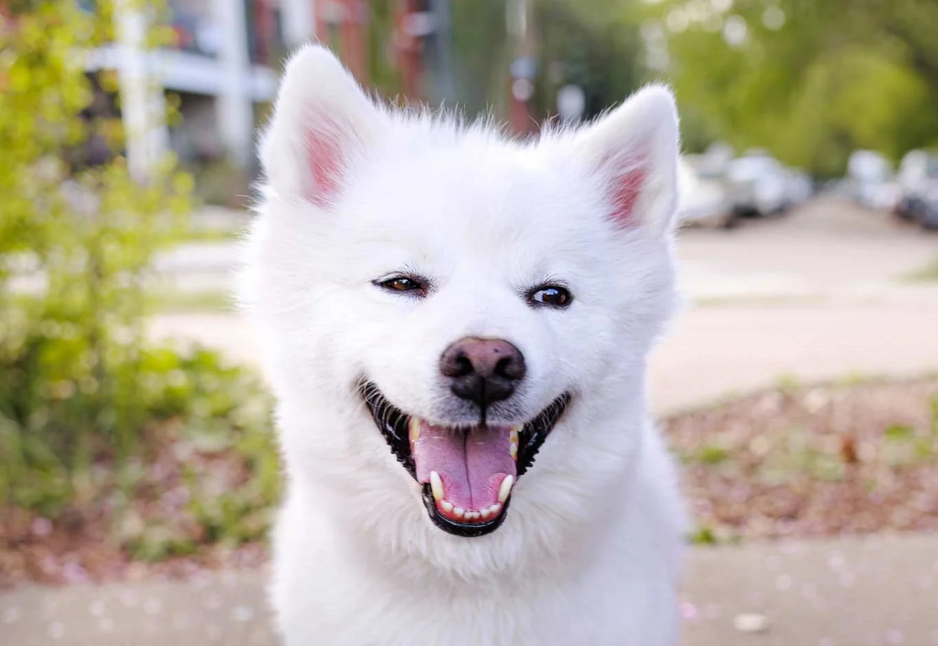 Dog Portrait Outdoor