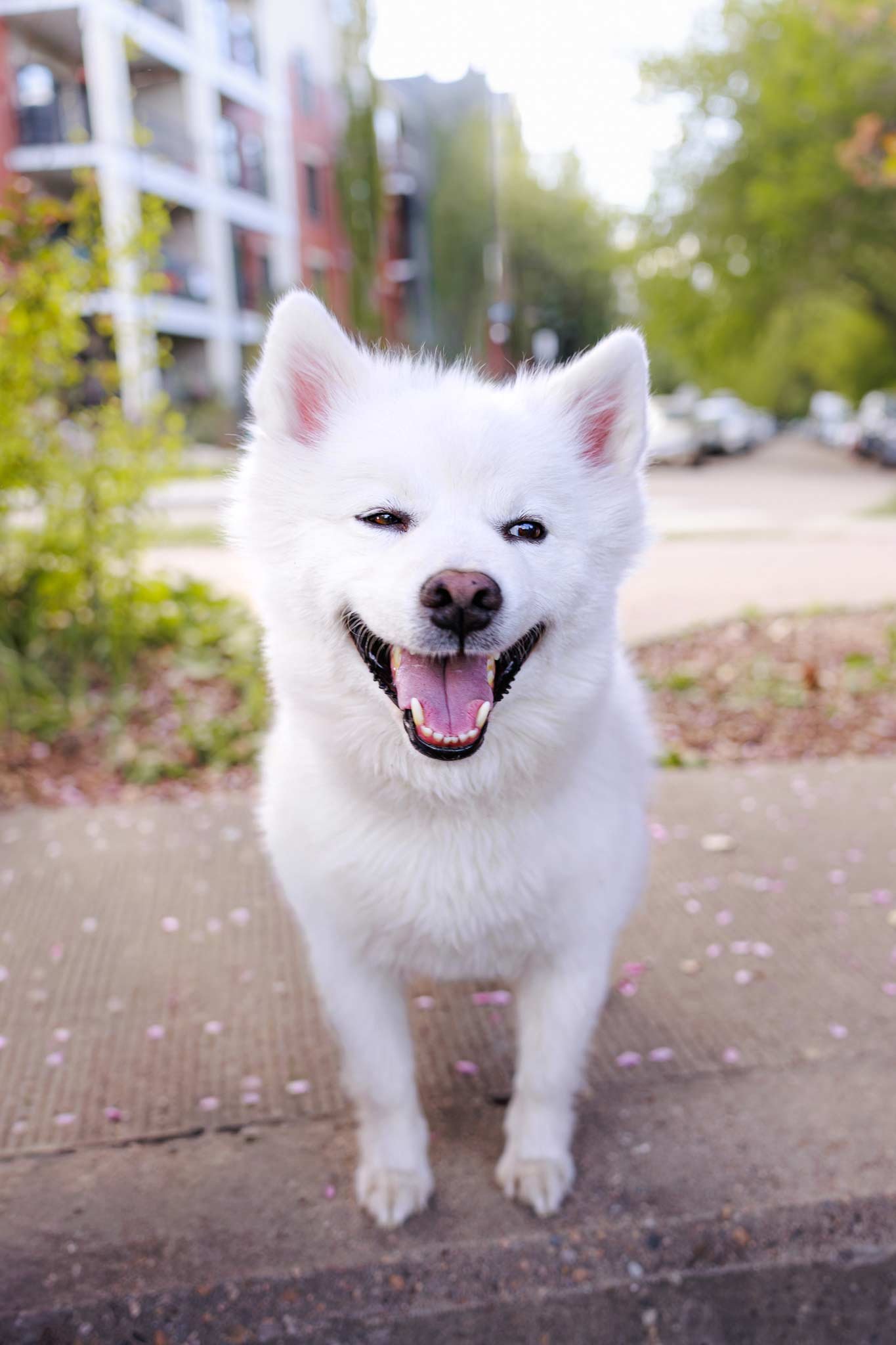 Dog Portrait – A small white floofy pup laughs