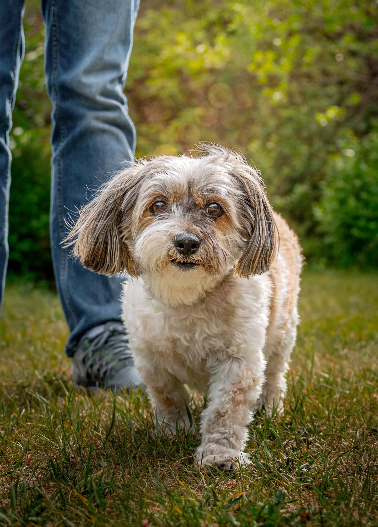 Dog Portrait – walking towards you, in the spring grass