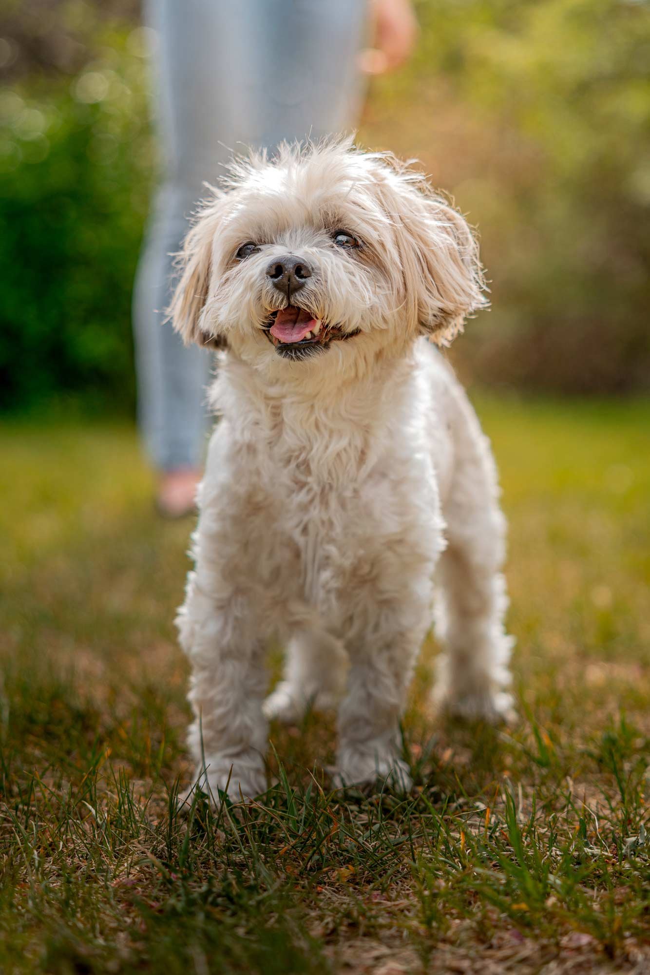dog-portrait-BTS-Edmonton-9713.jpg