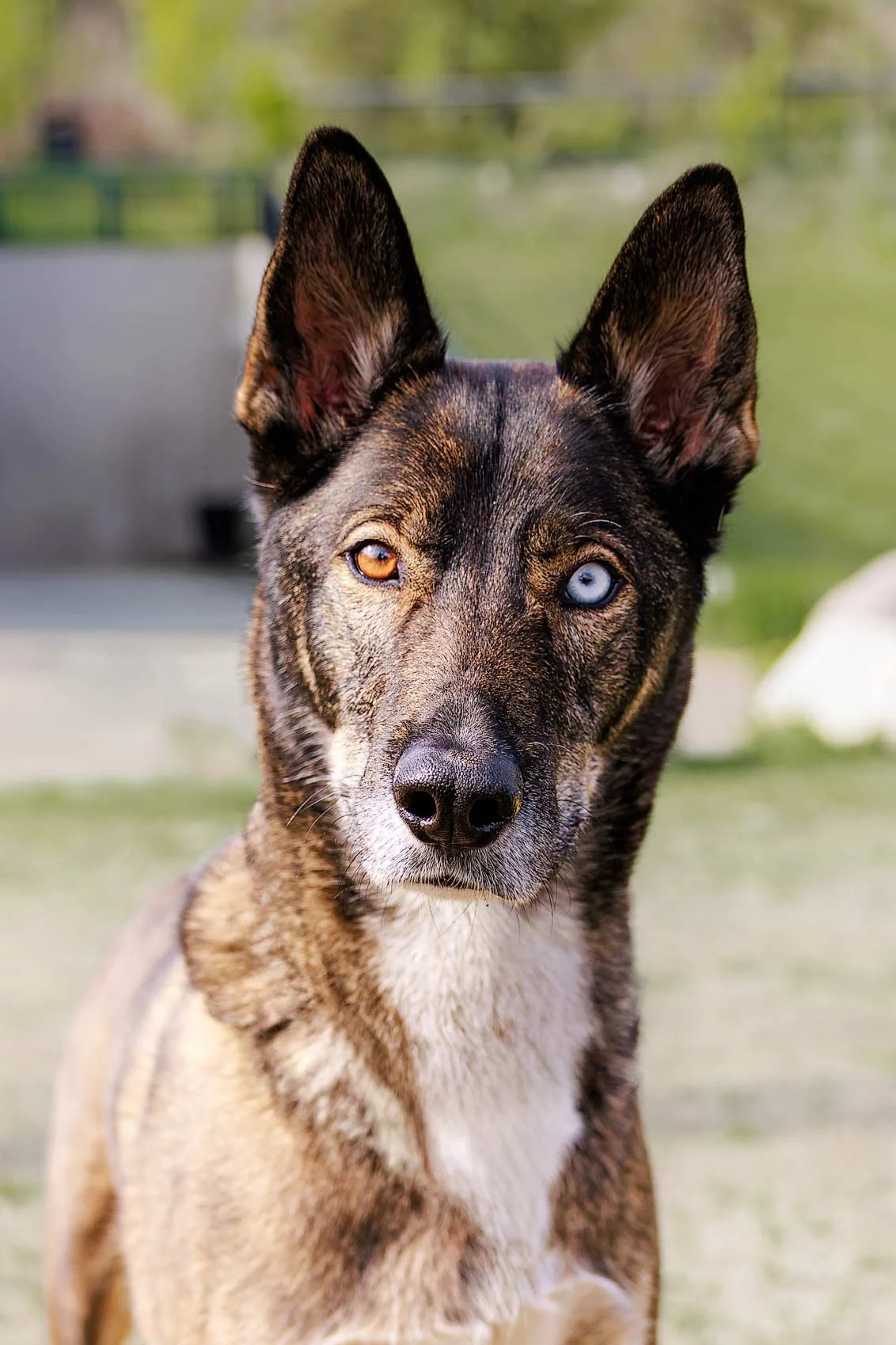 dog-portrait-BTS-Edmonton-9434.jpg
