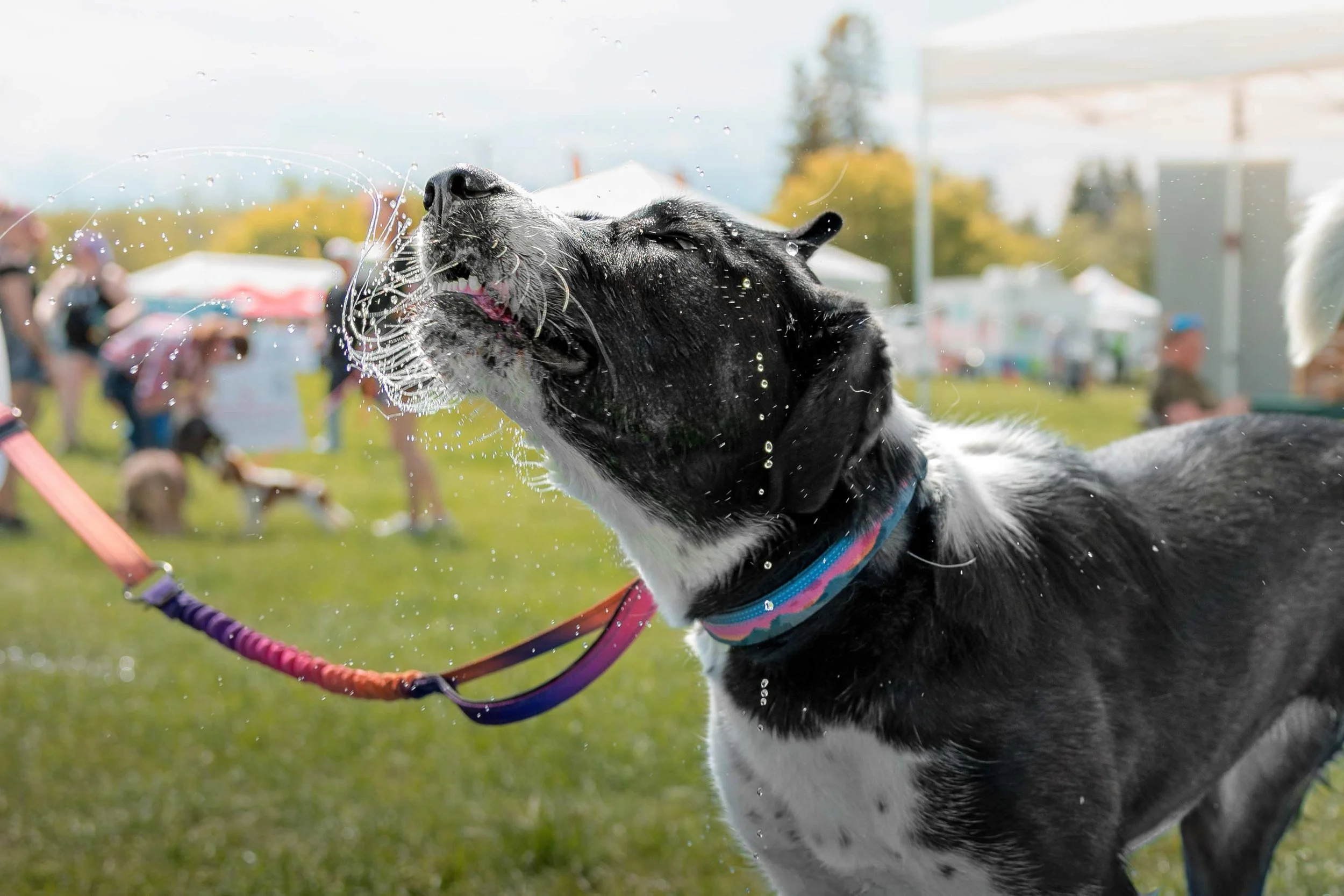 dog-portrait-BTS-Edmonton-0638.jpg