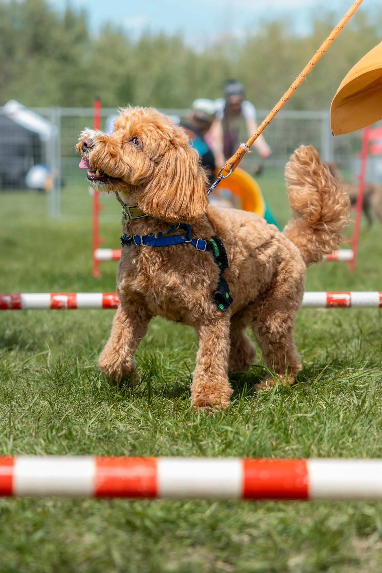 dog-portrait-BTS-Edmonton-0387.jpg