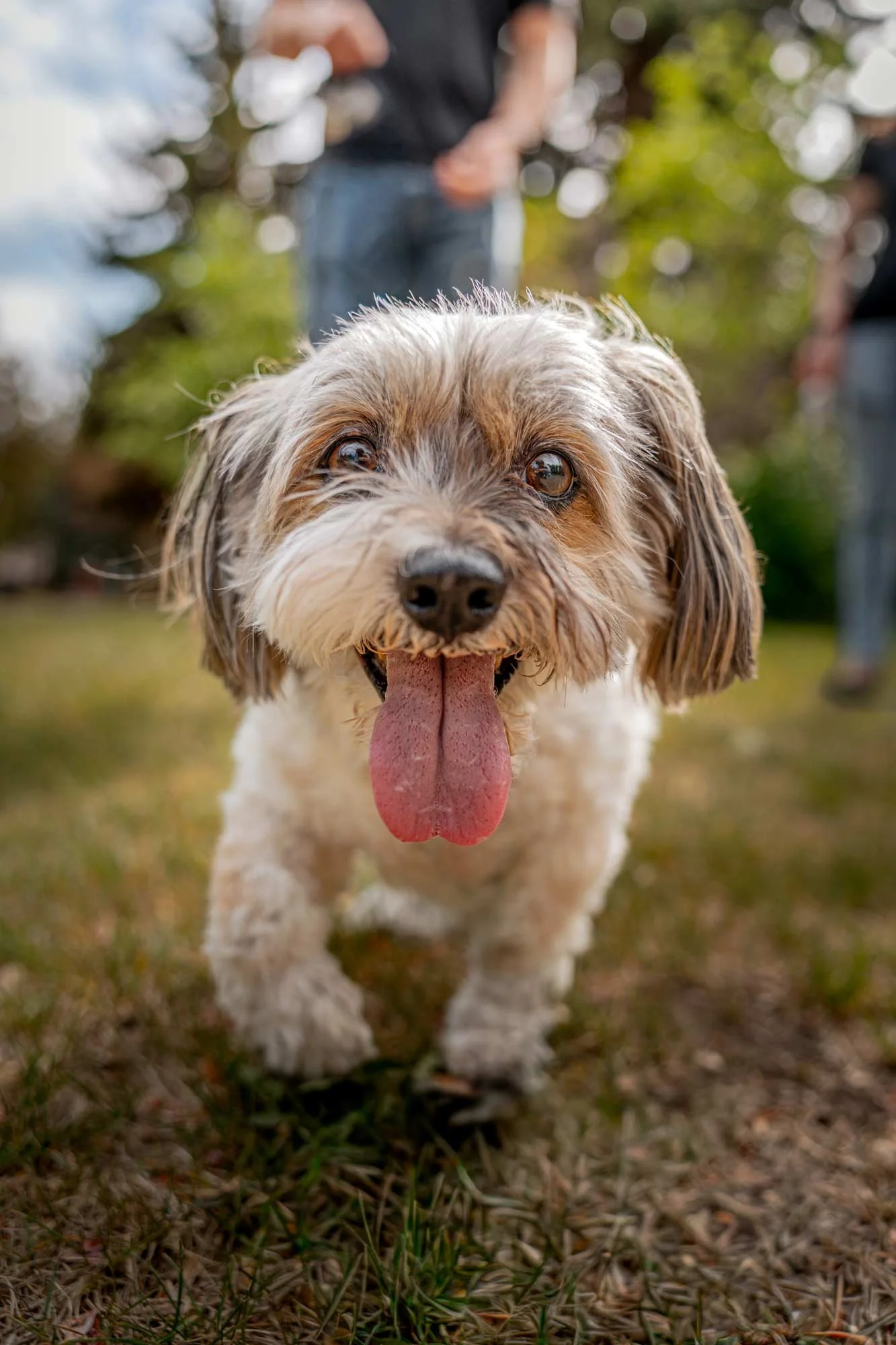 dog-portrait-BTS-Edmonton-9755.jpg
