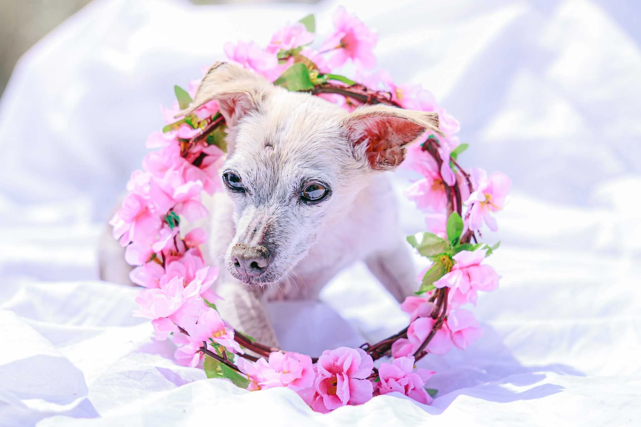 dog-portrait-Edmonton-BTS-8795.jpg