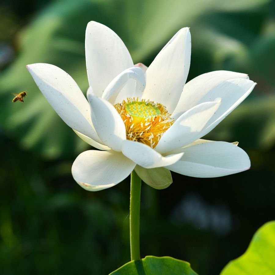 A white water lily flower with a yellow center, floating on green leaves, with a bee flying nearby.