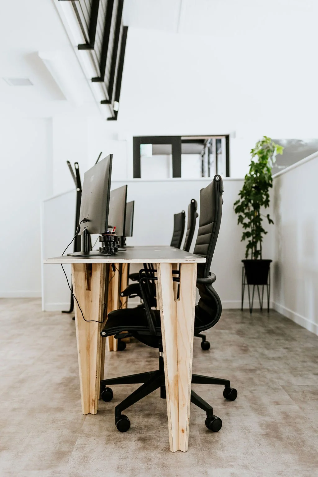 Coworking desks in The Race, a modern office workspace with black ergonomic chairs, wooden desks, extra screens, and a potted plant in a corner, brightly lit with white walls and a high ceiling.