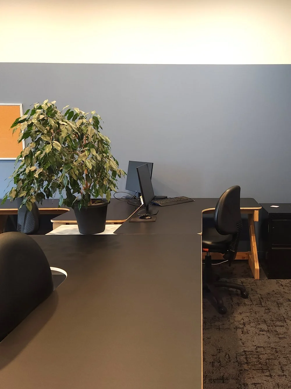 A white and blue private office Oamaru with three black corner desks with desk chairs, a large potted plant and two computer monitors atop the desks