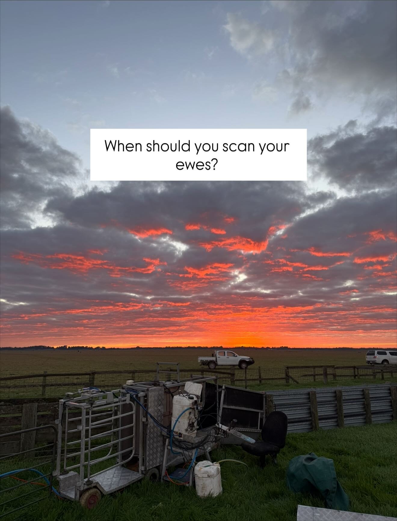 When should you scan your ewes?
The best time to scan depends on the joining period.
Twins: Scan within 90 days of ram introduction.
Triplets: Scan before 75 days.
Wet/Dry status: Timing is more flexible.
Some producers choose to scan at around 60 da