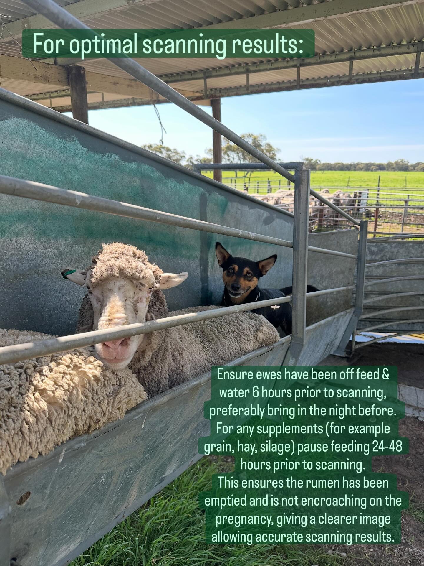 For optimum scanning results:
Ensure ewes have been off feed &amp; water 6 hours prior to scanning.
For any supplements (for example grain, hay, silage) 24-48 hr prior to scanning.
This ensures the rumen has been emptied and is not encroaching on the