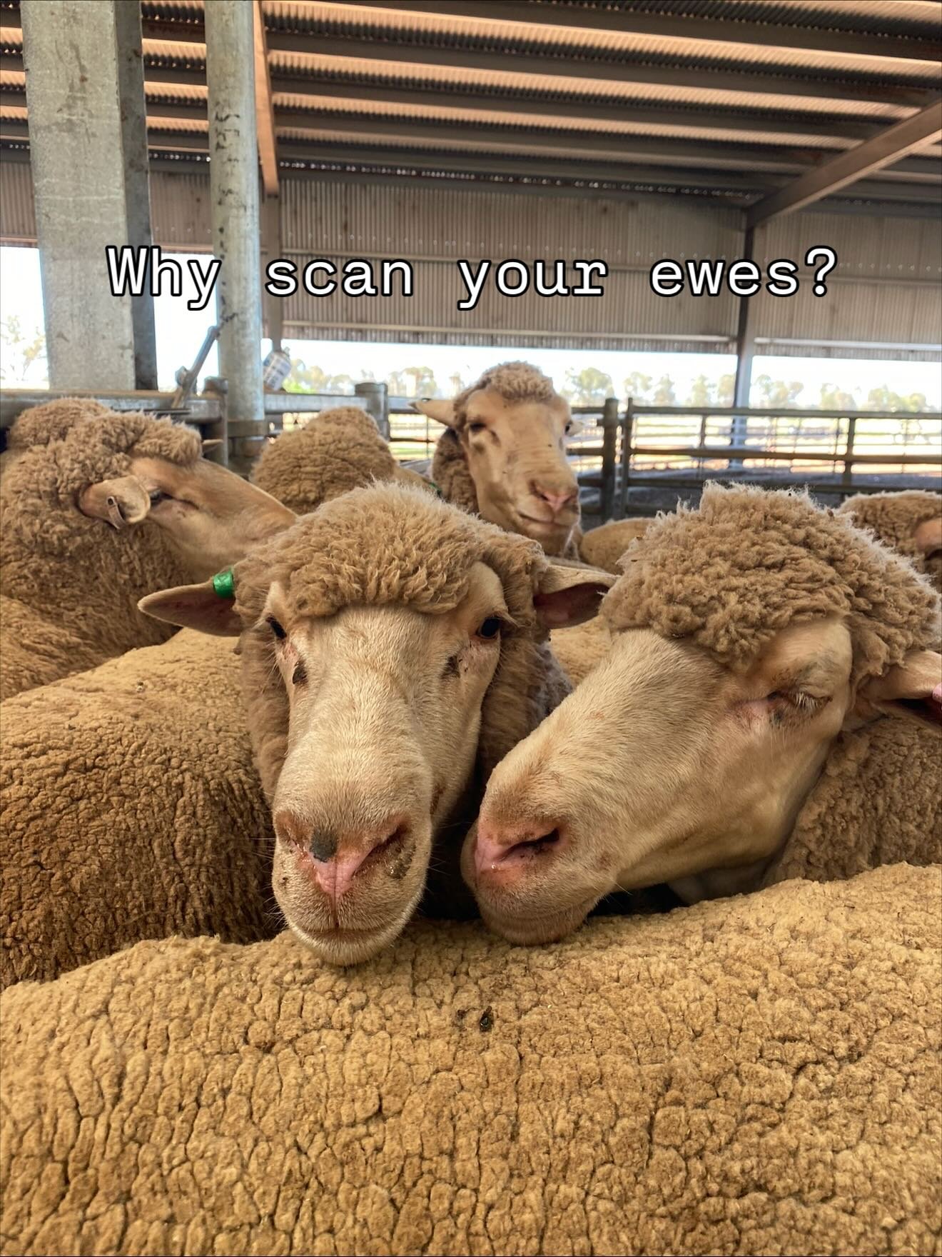 #sheeppregnancyscanning