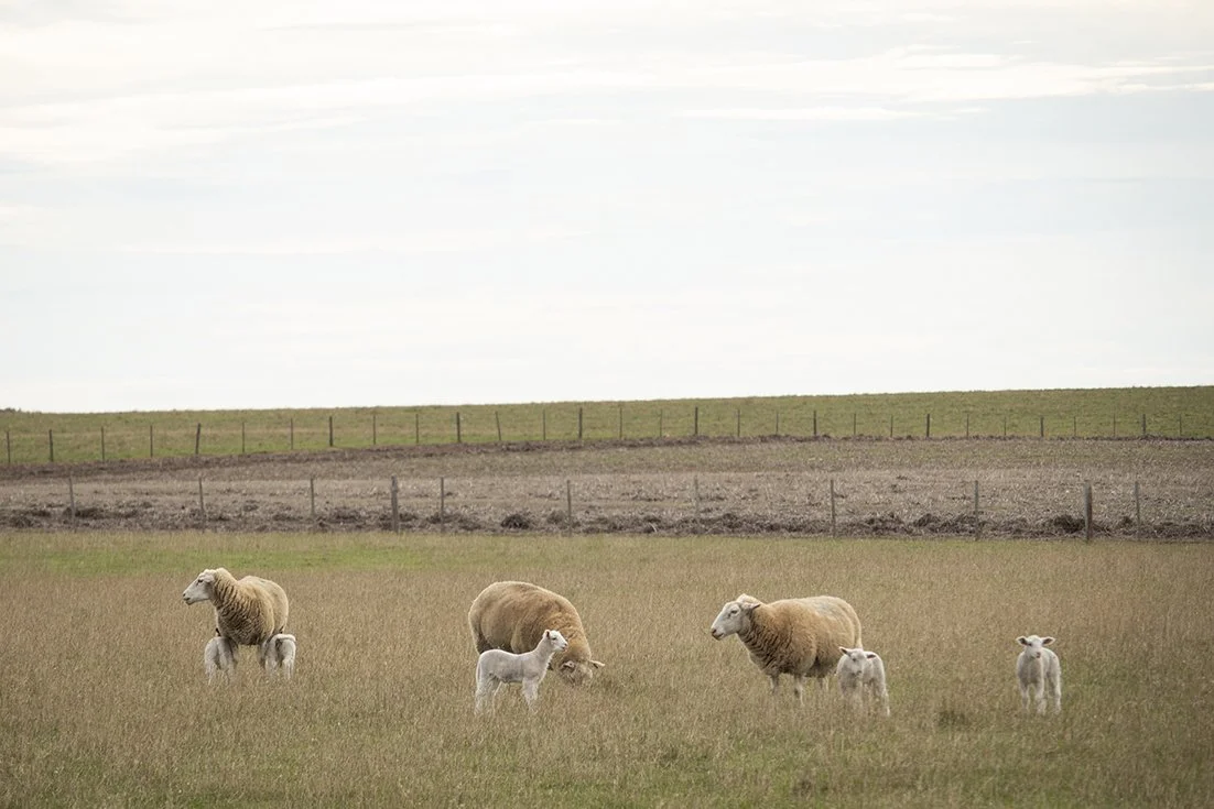 Ewes scanned in lamb by Jeff and Enya Southall, with their lambs at foot in the paddock mid May. In the South East of South Australia.