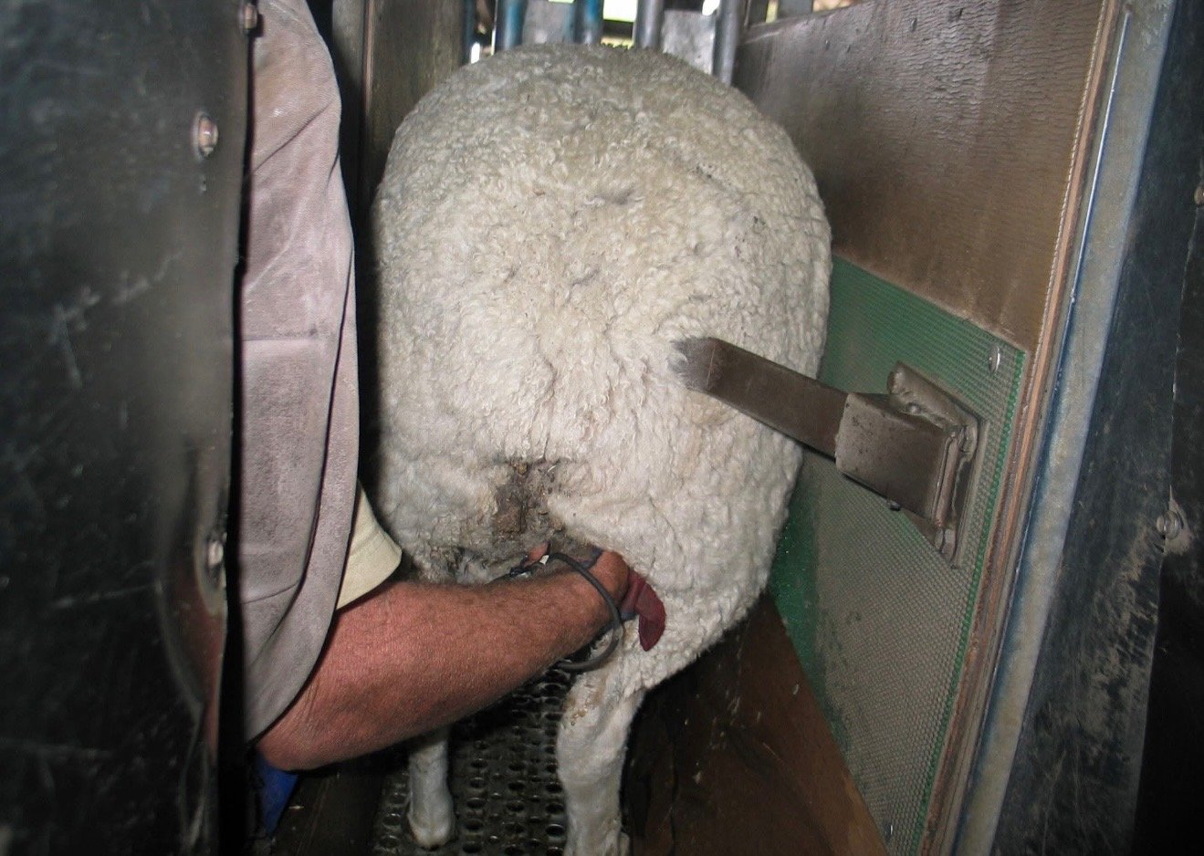 Ewe in crate, getting pregnancy scanned, using an external ultrasound.