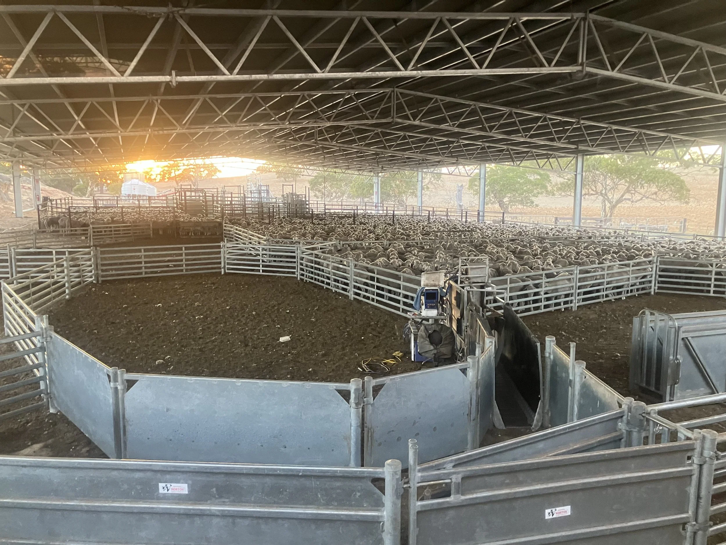Sheep in the yards, ready to be pregnancy scanned.