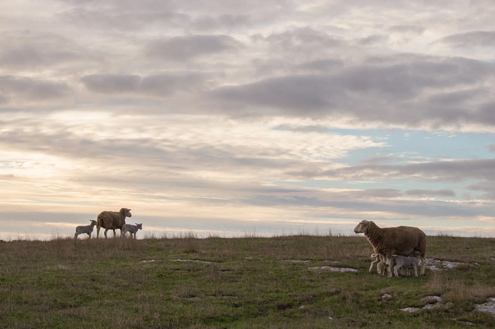 Ewes pregnancy scanned by Jeff with lambs at foot on a hill at sunset, in the South East of South Australia.