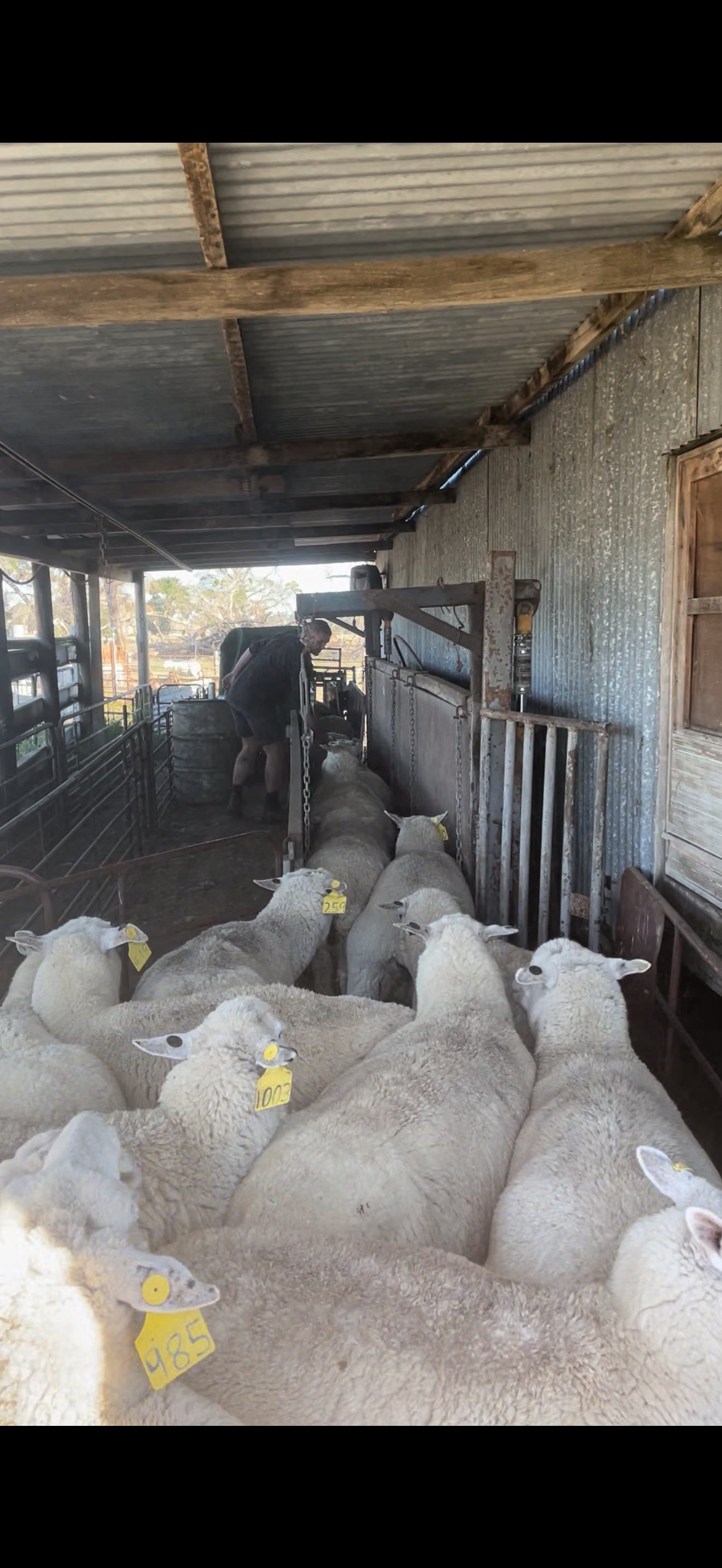 Ewes waiting to be scanned in the race of undercover yards. Scanner by front, using an external ultrasound to check if the ewes are in pregnancy or not.