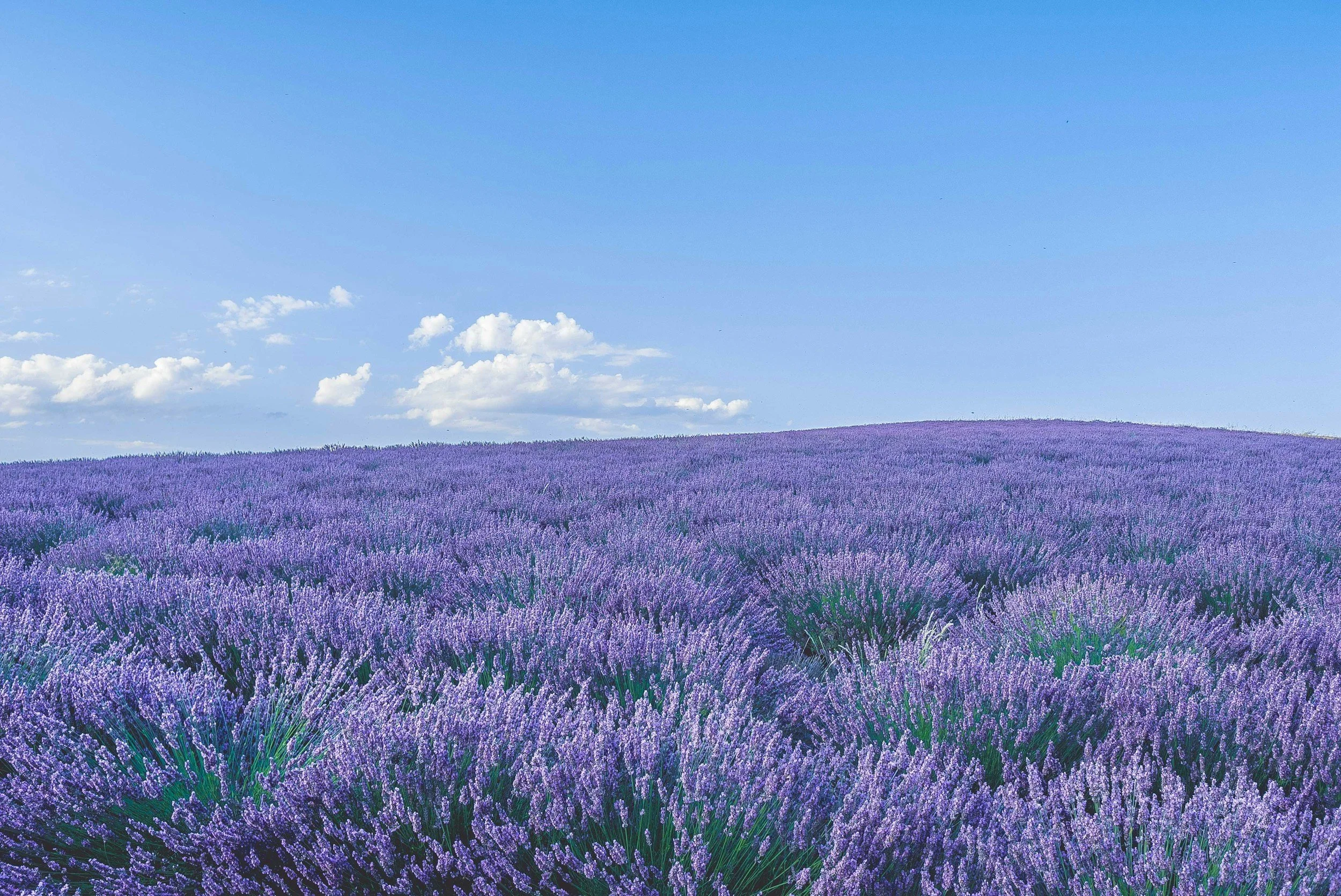 A vast field of blooming lavender flowers under a bright blue sky with scattered white clouds.