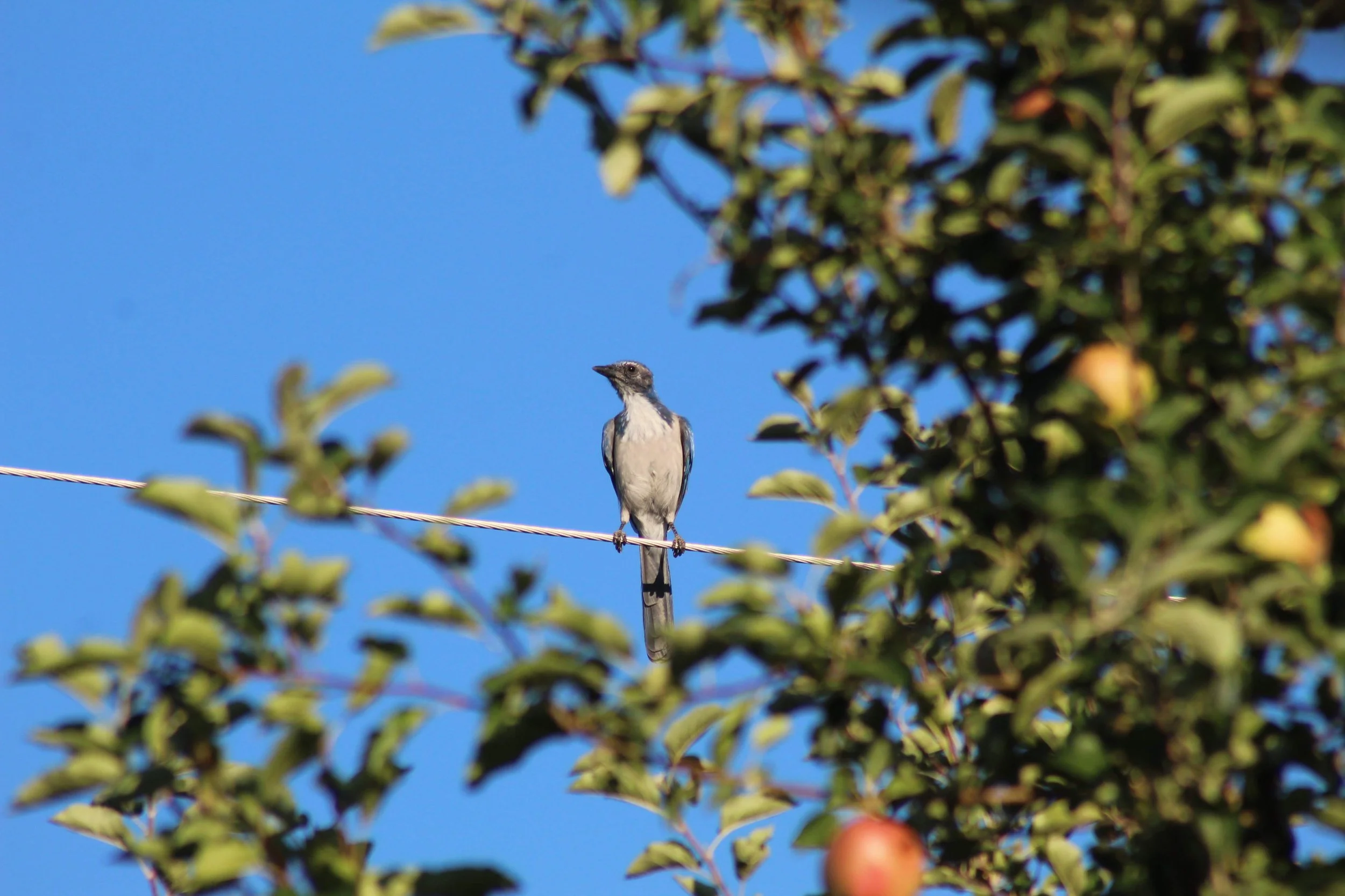 Bird on a wire outside