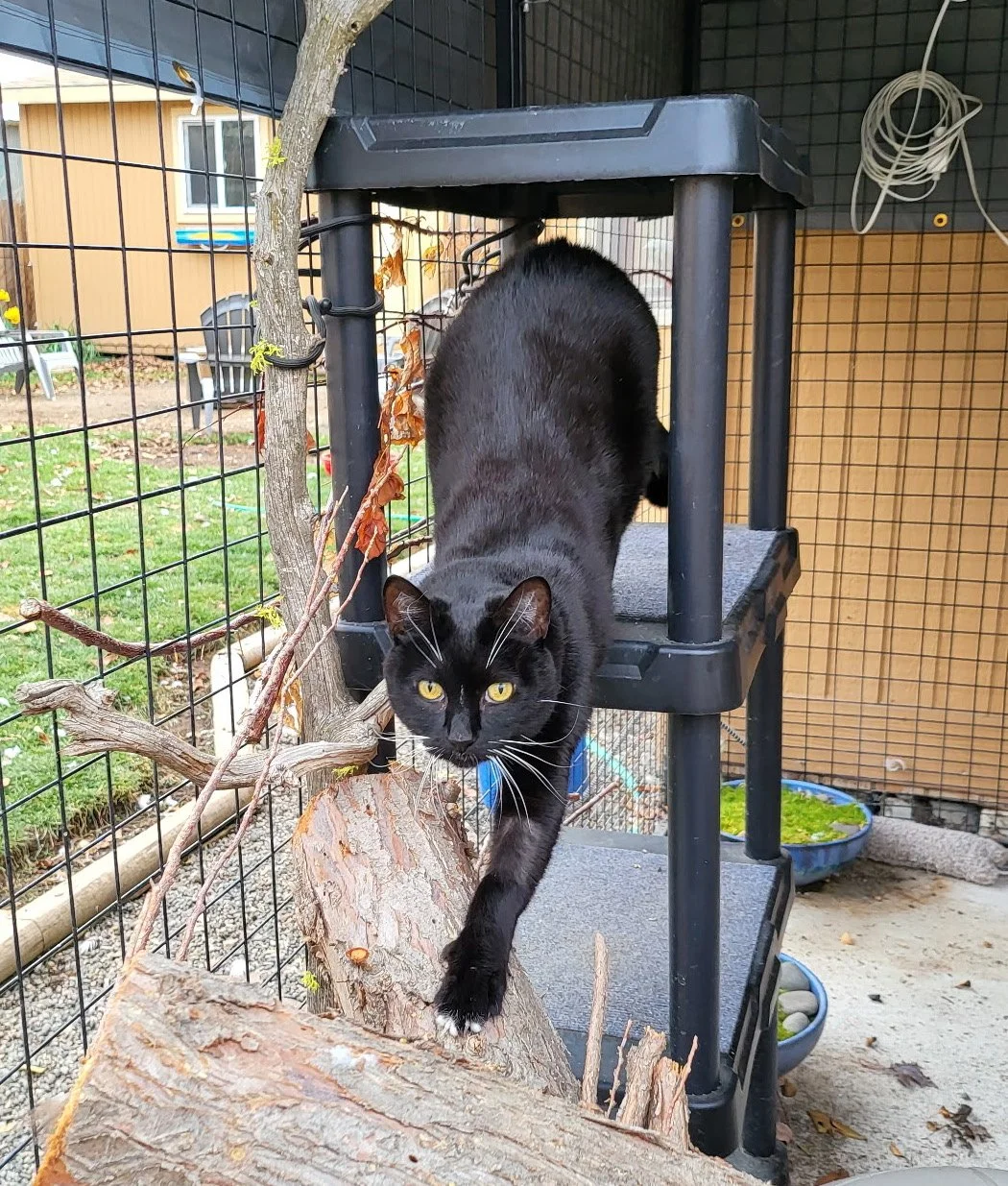 Jade in Catio 1.jpeg