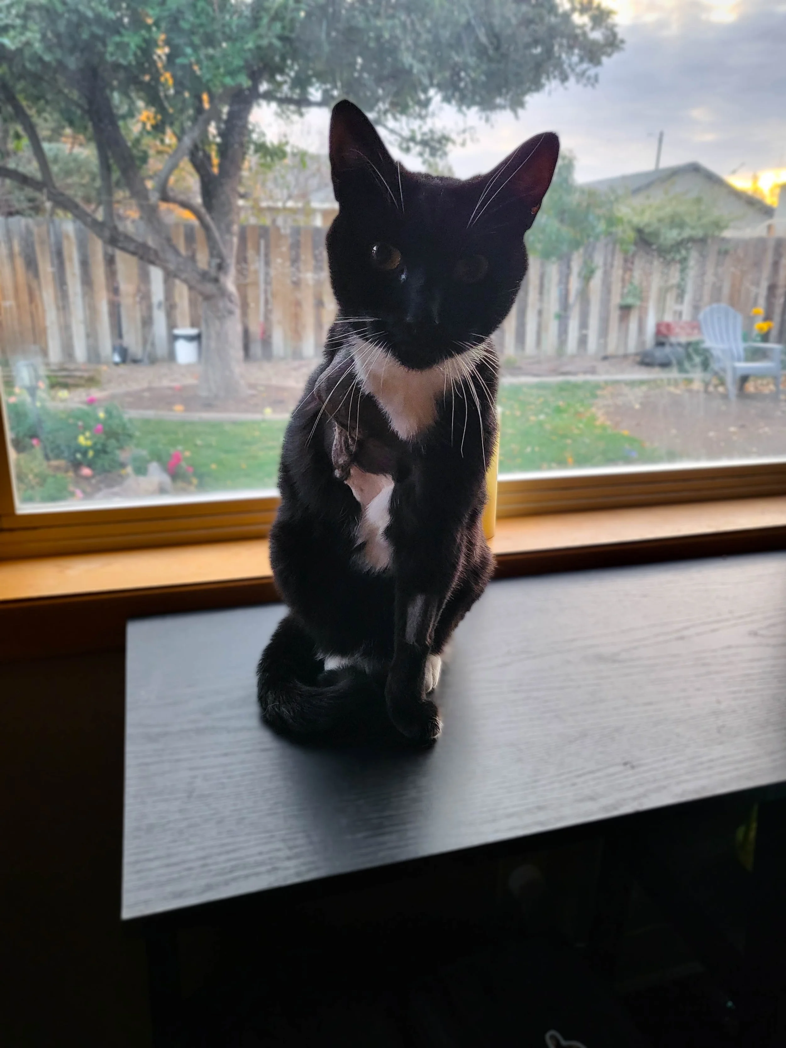 Jade’s Journey — Life on Three Legs and a Growing Mission