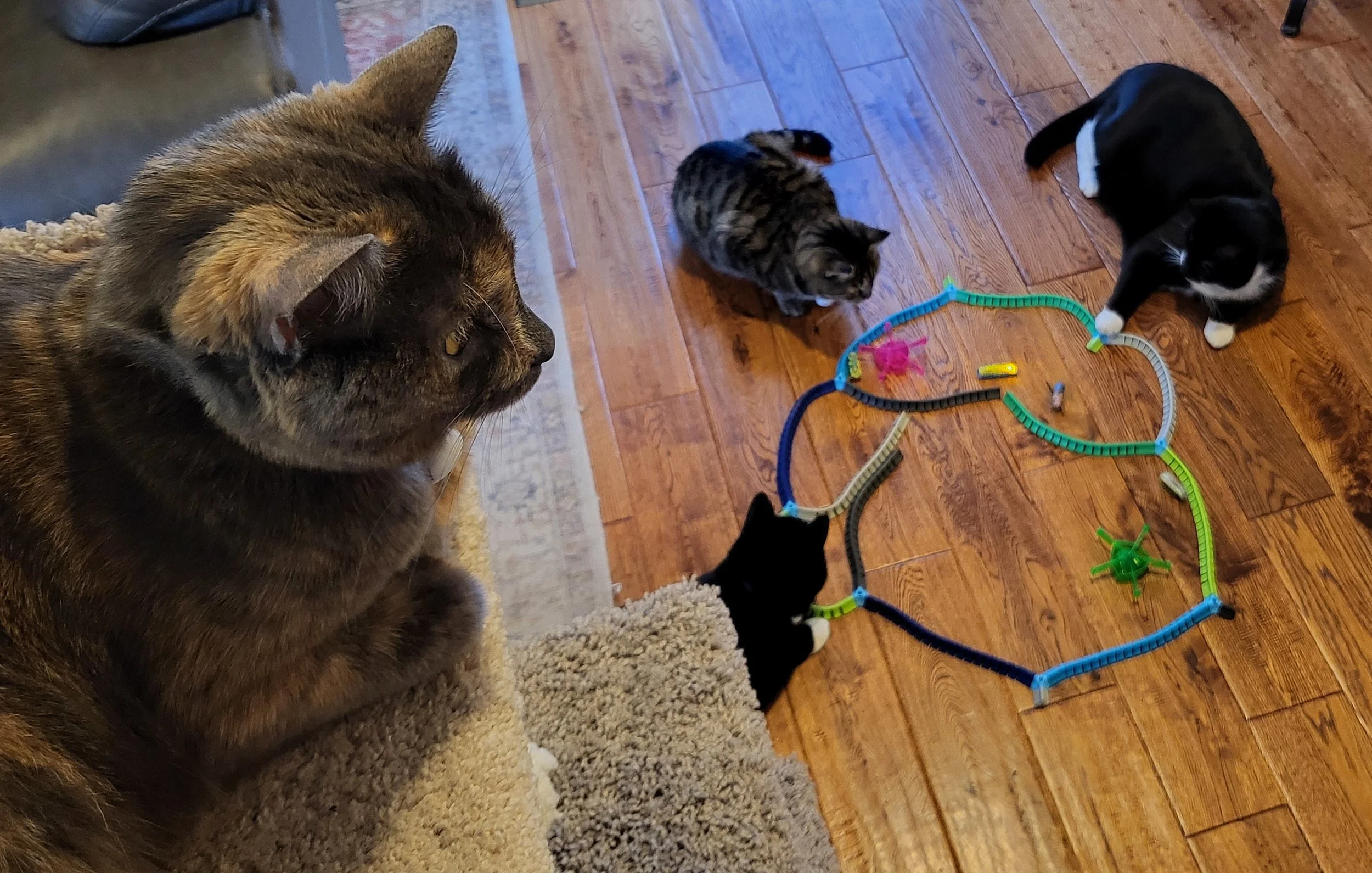 Cats playing with hexbugs