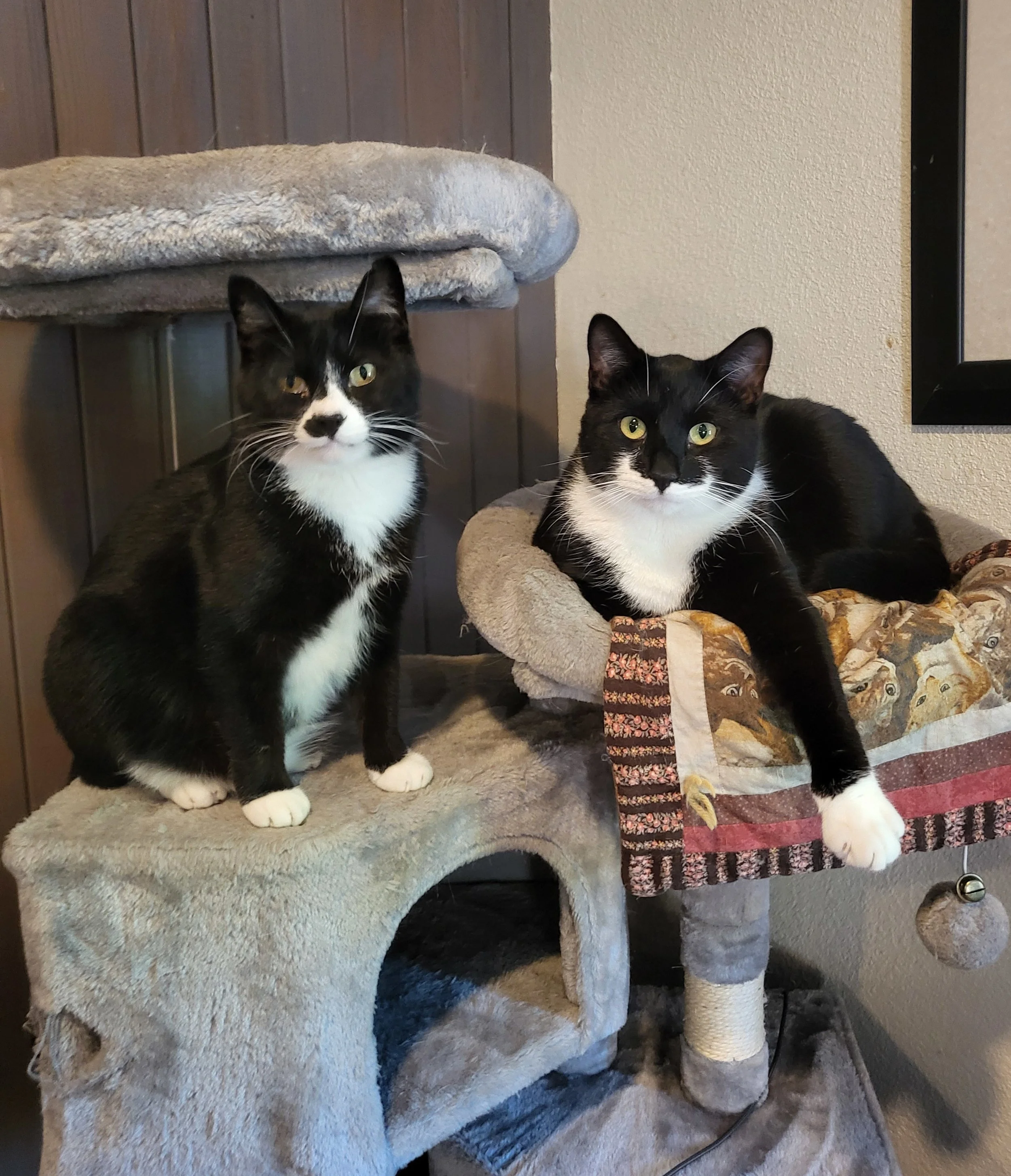 Cats on condo.jpg