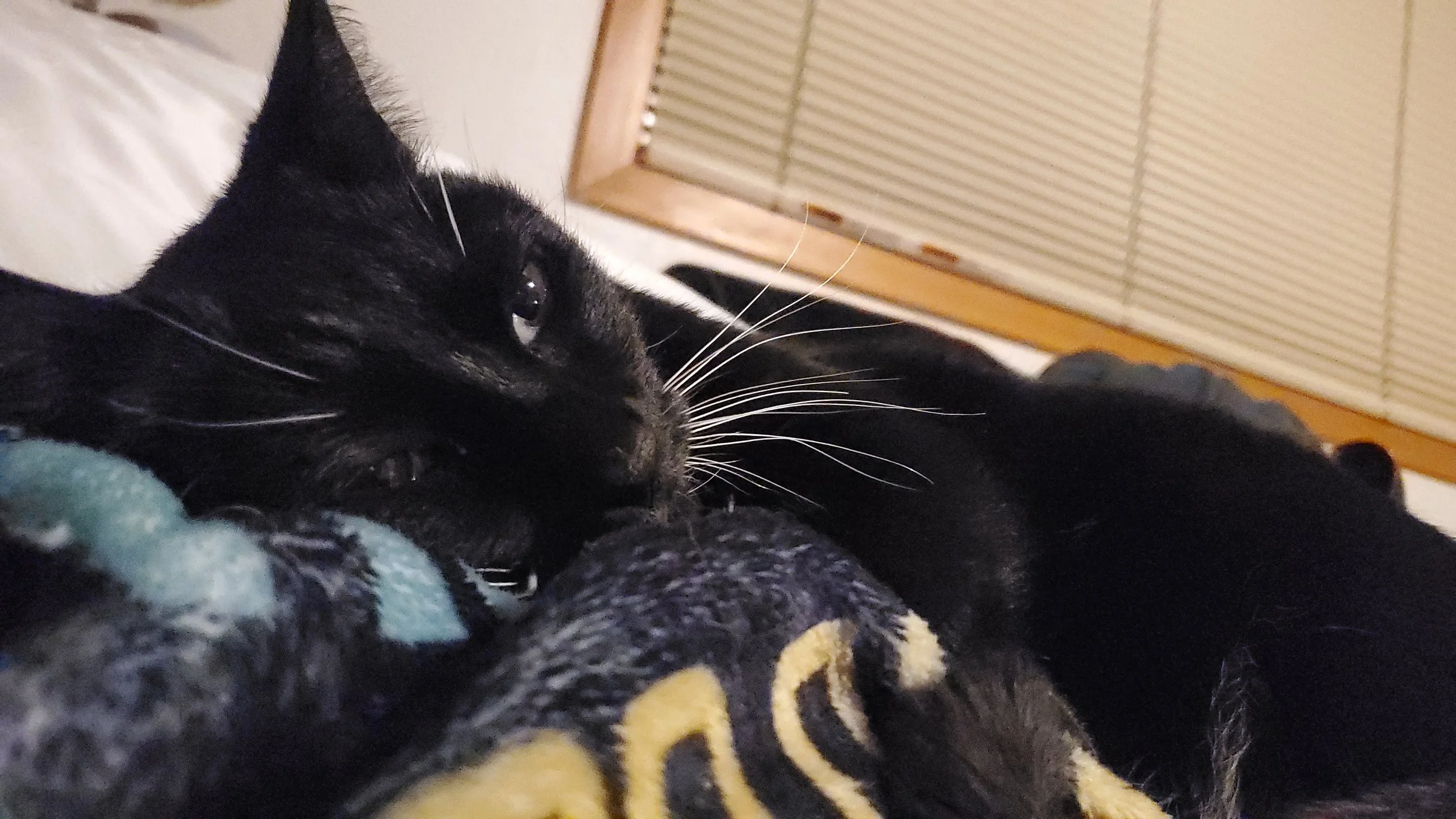 Sharing some everyday cat safety tips