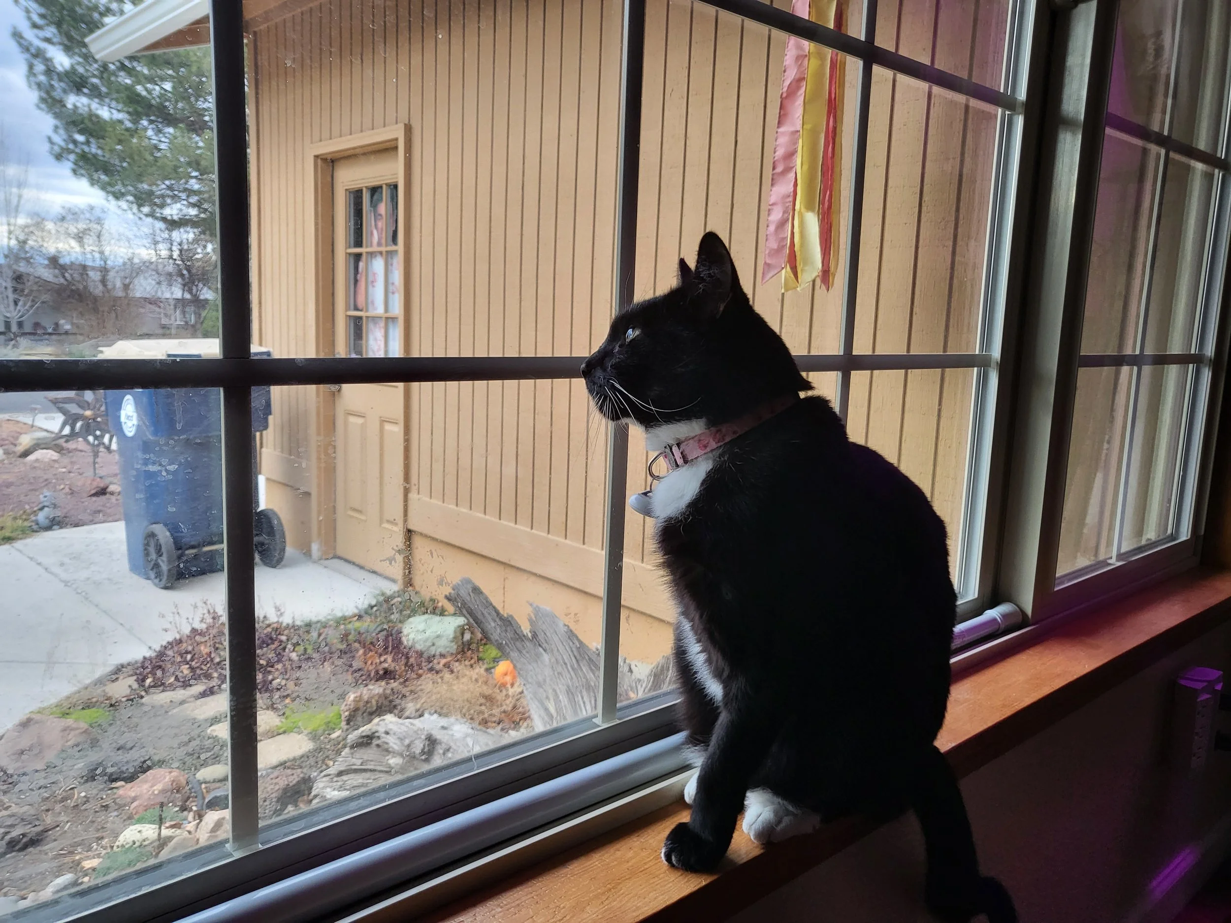 Talking to Kids About Animal Cruelty and Compassion