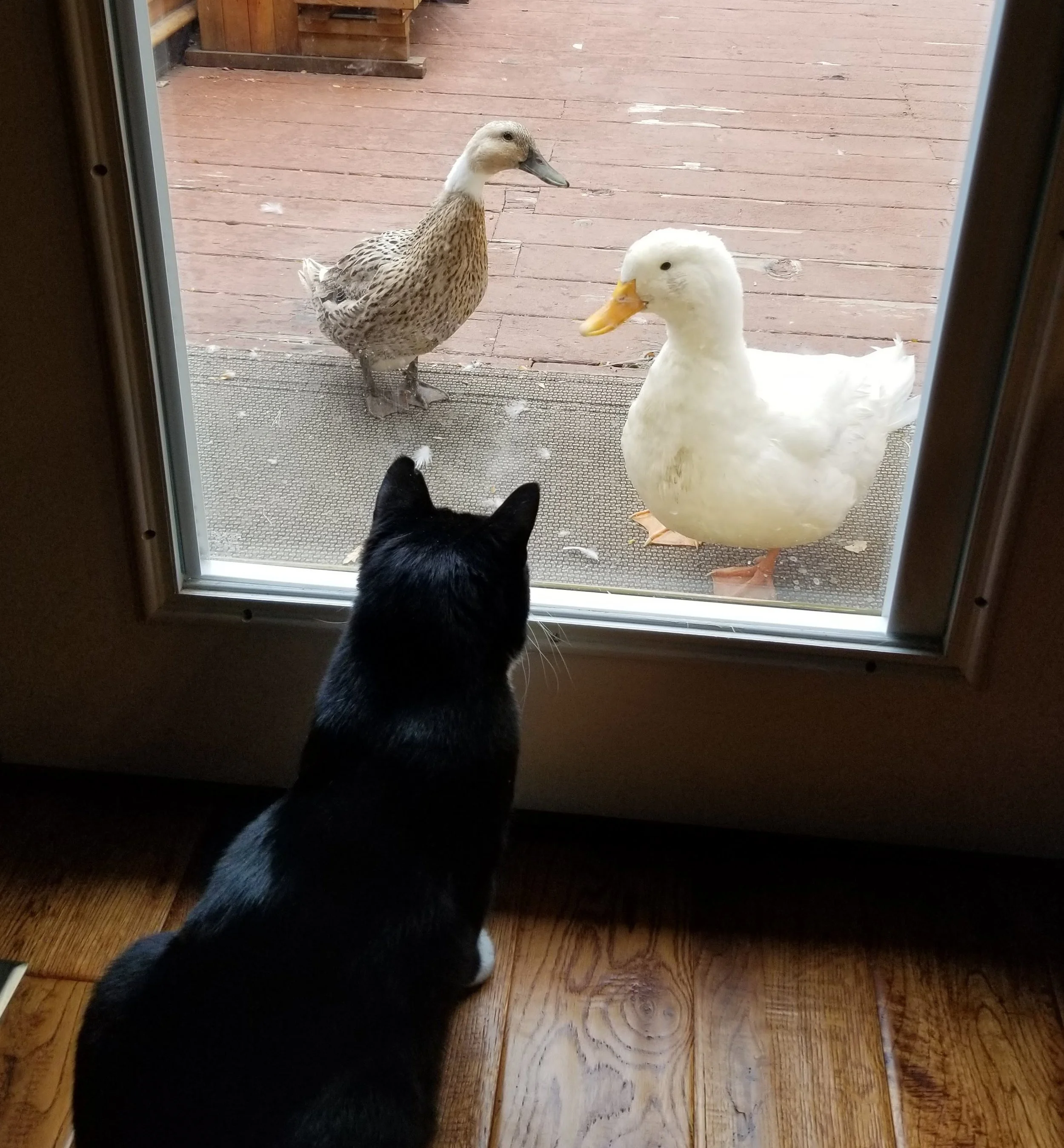 Keeping Cats Indoors: Safer for Them, Kinder to Nature