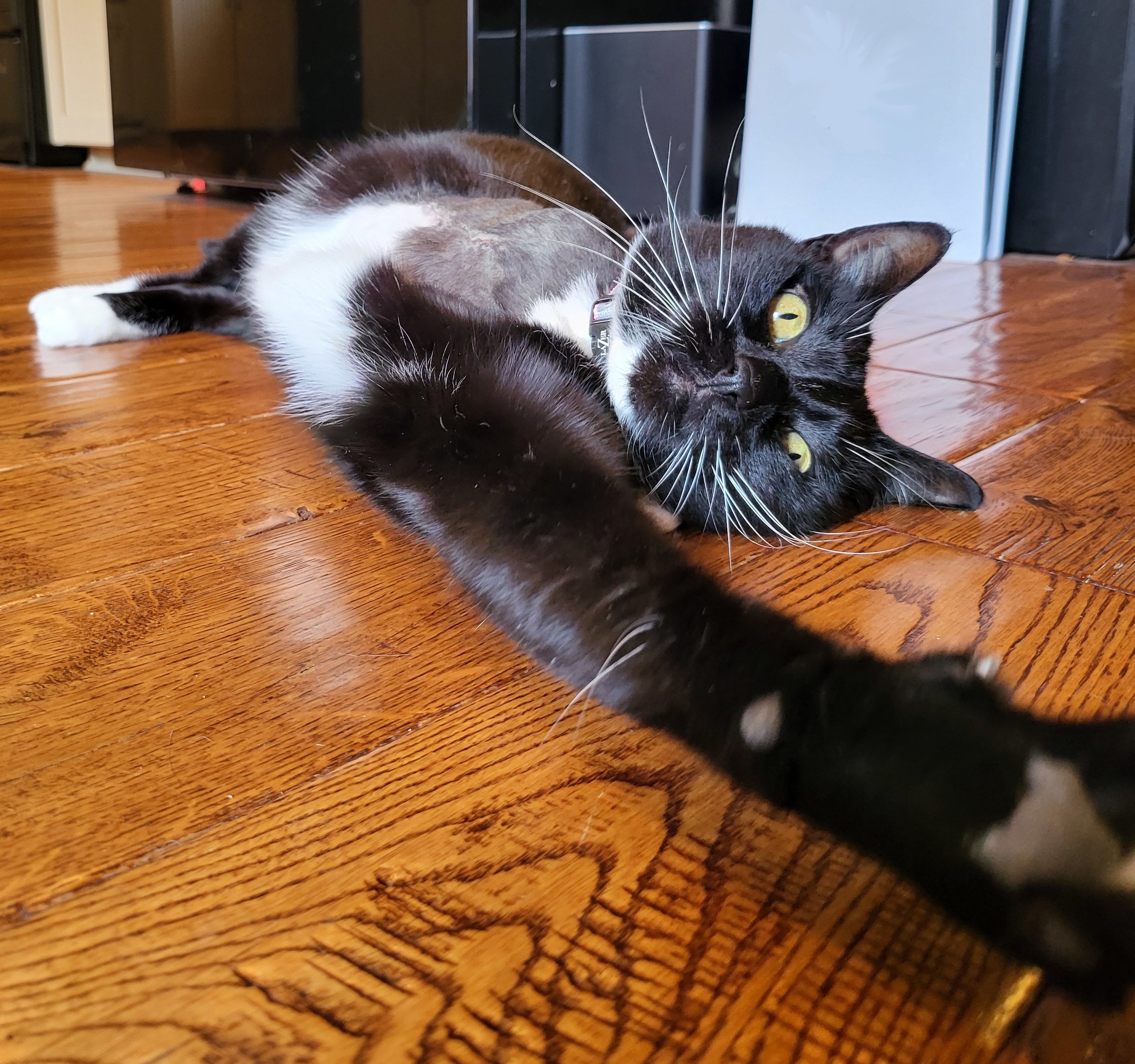 Jade reaching for camera.jpg