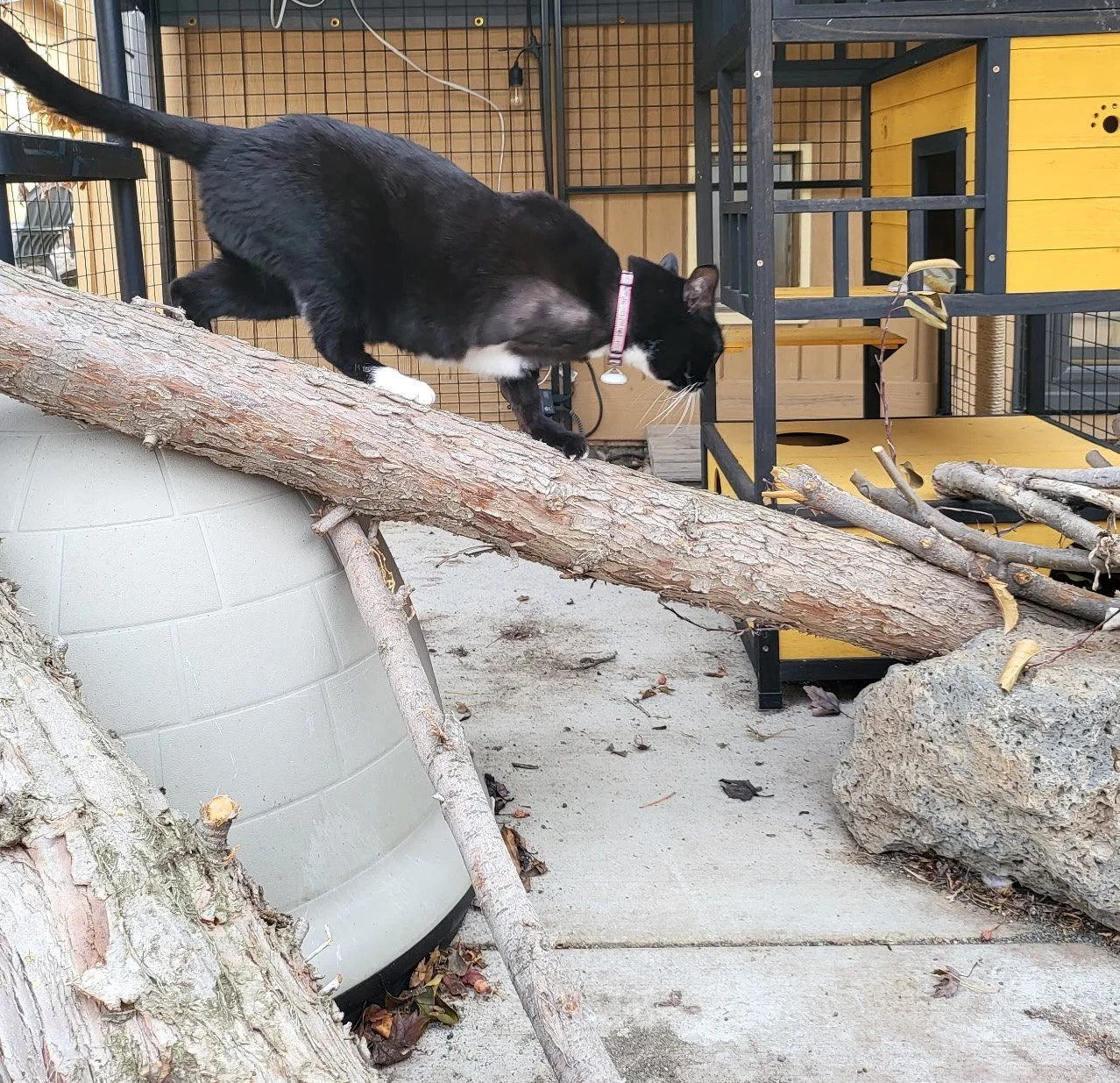 Jade in Catio 4.jpeg