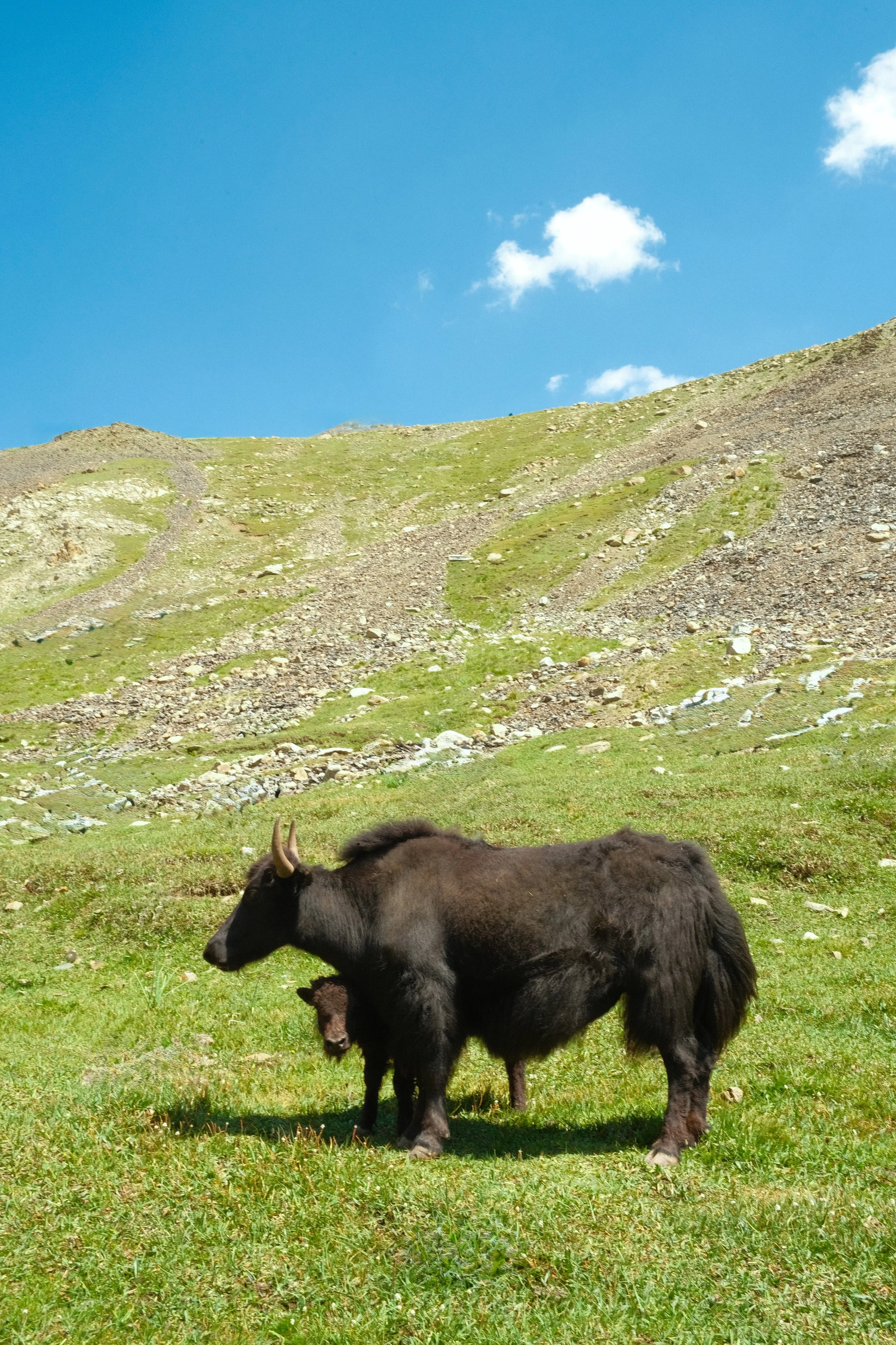 Alay District, Kyrgyszstan