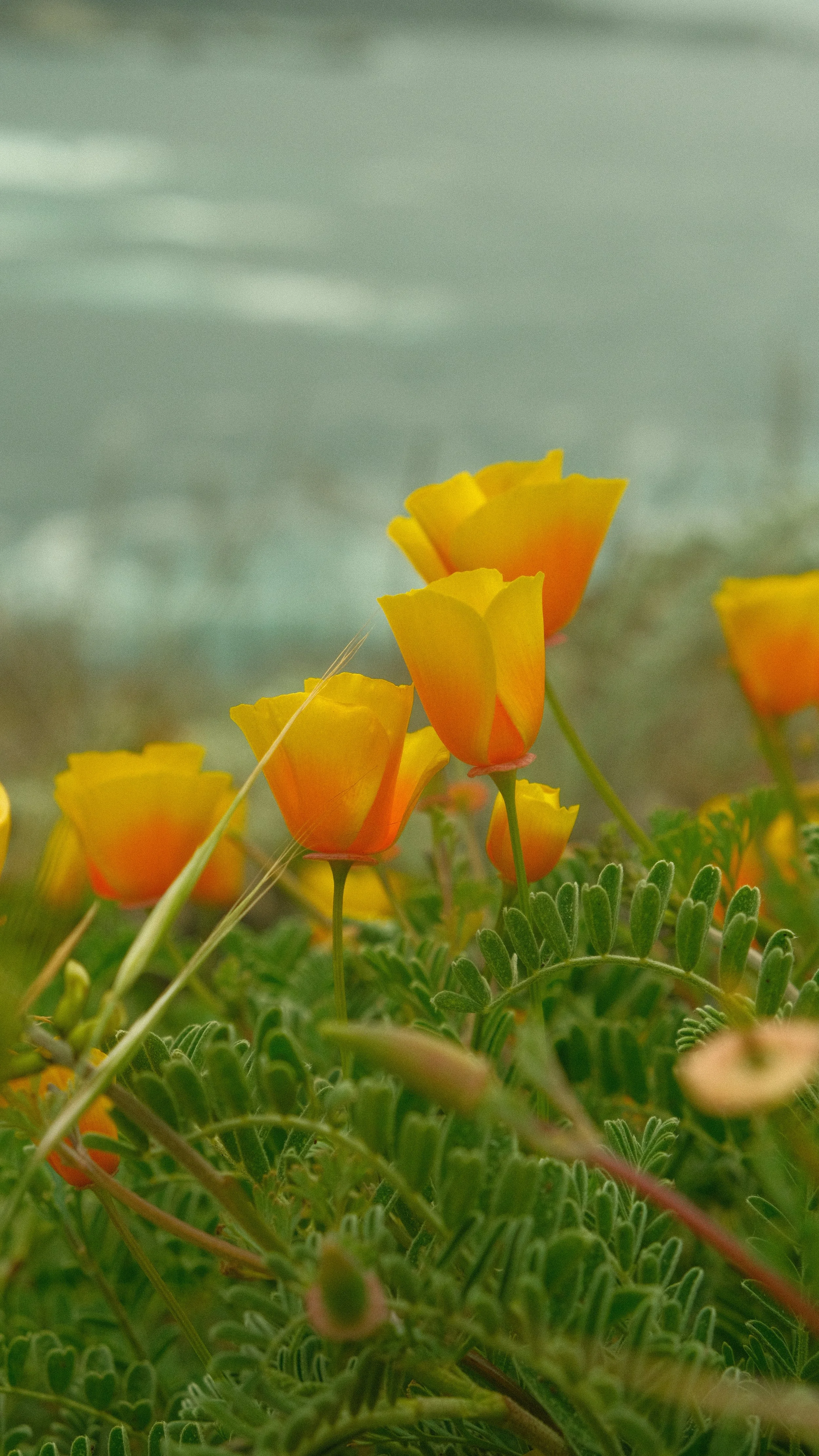 Carmel, California